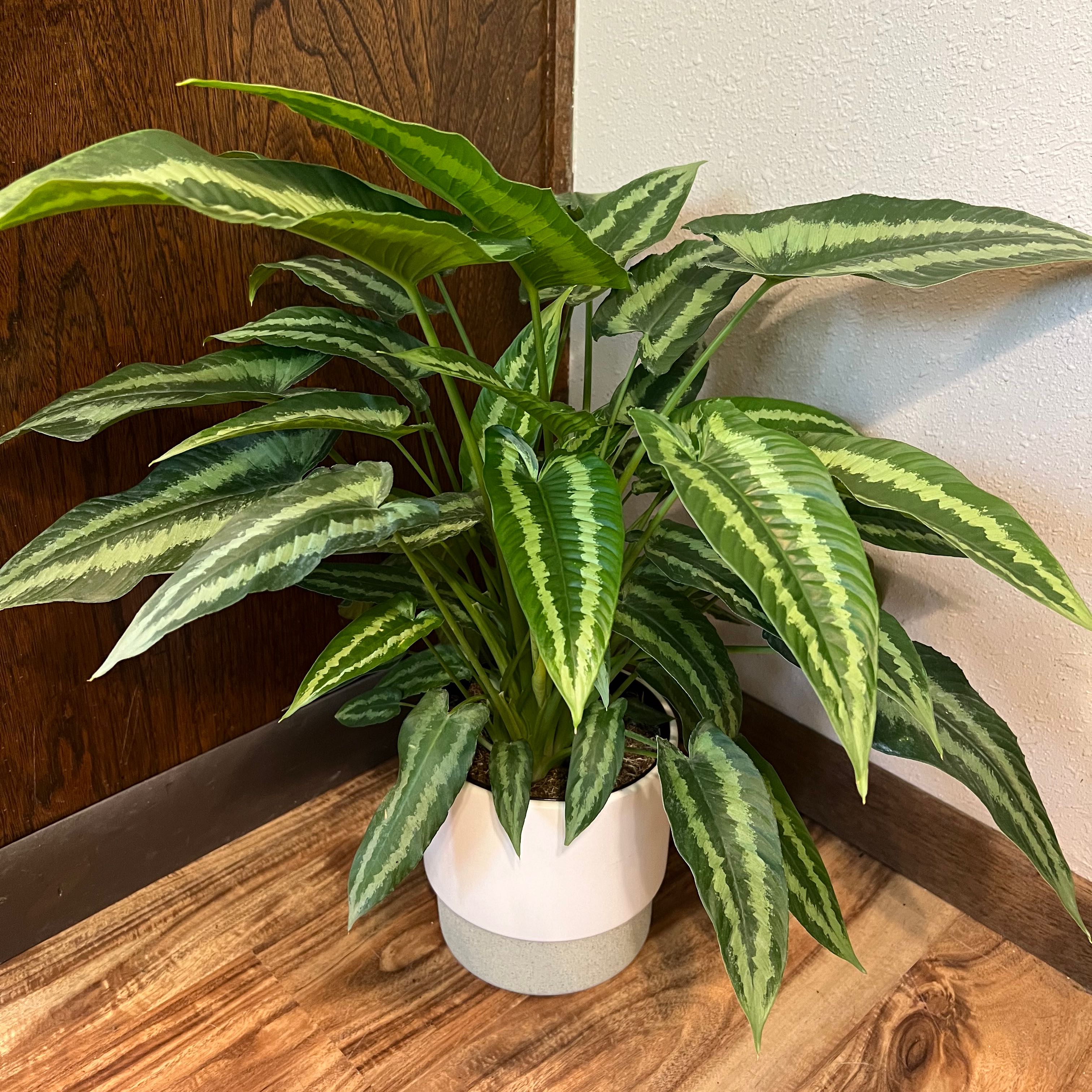Healthy Schismatoglottis wallichii plant with variegated leaves in a white pot indoors.