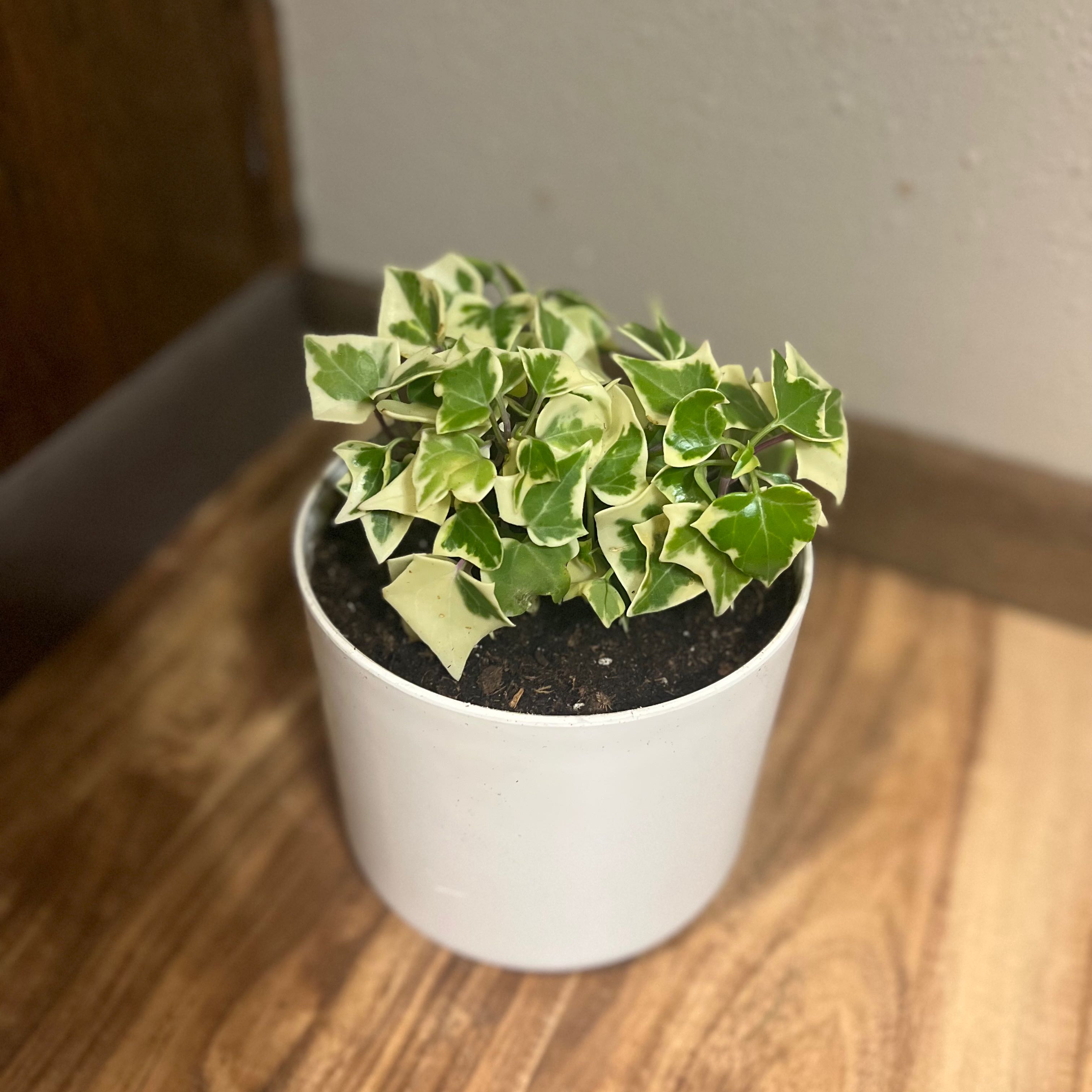 Variegated Wax Ivy plant in a white pot with healthy green and white leaves.