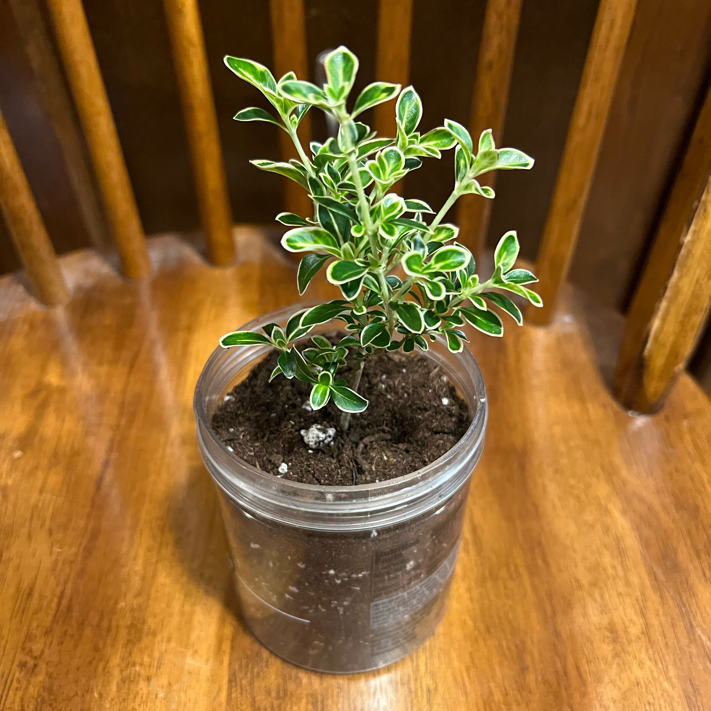 A healthy Snowrose plant in a clear plastic container with visible soil.