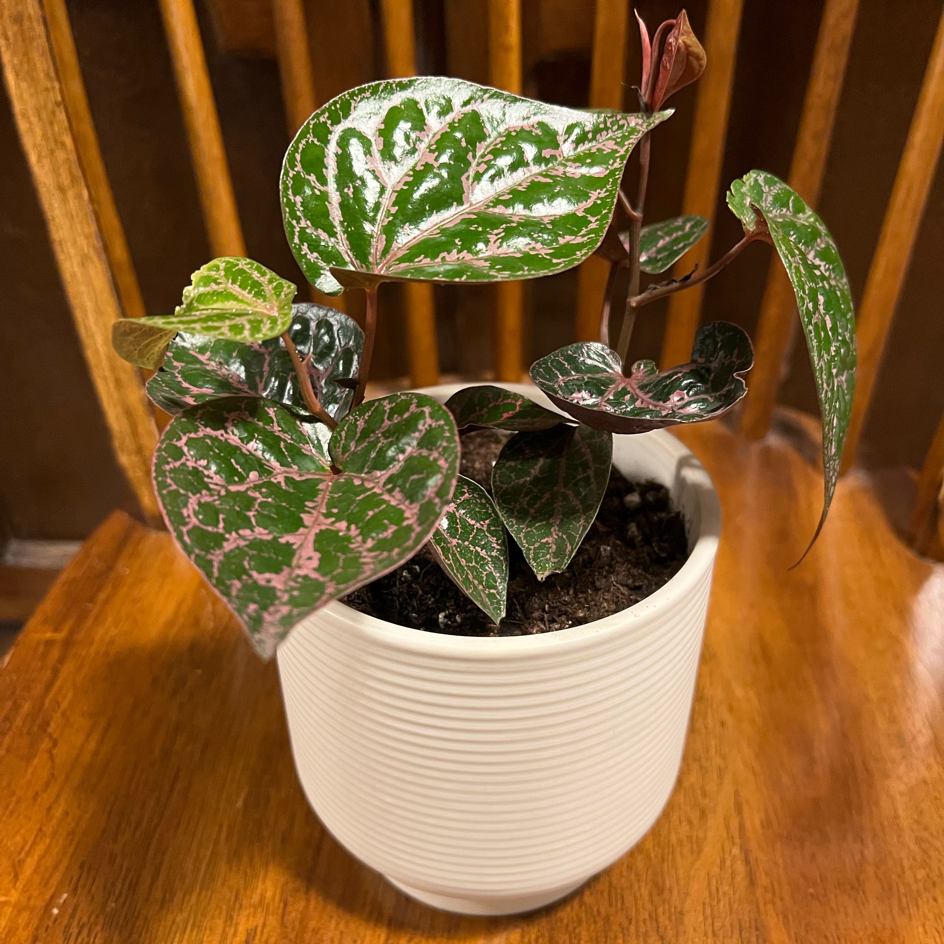 Red Betel plant in a white pot with green leaves and pinkish veins.