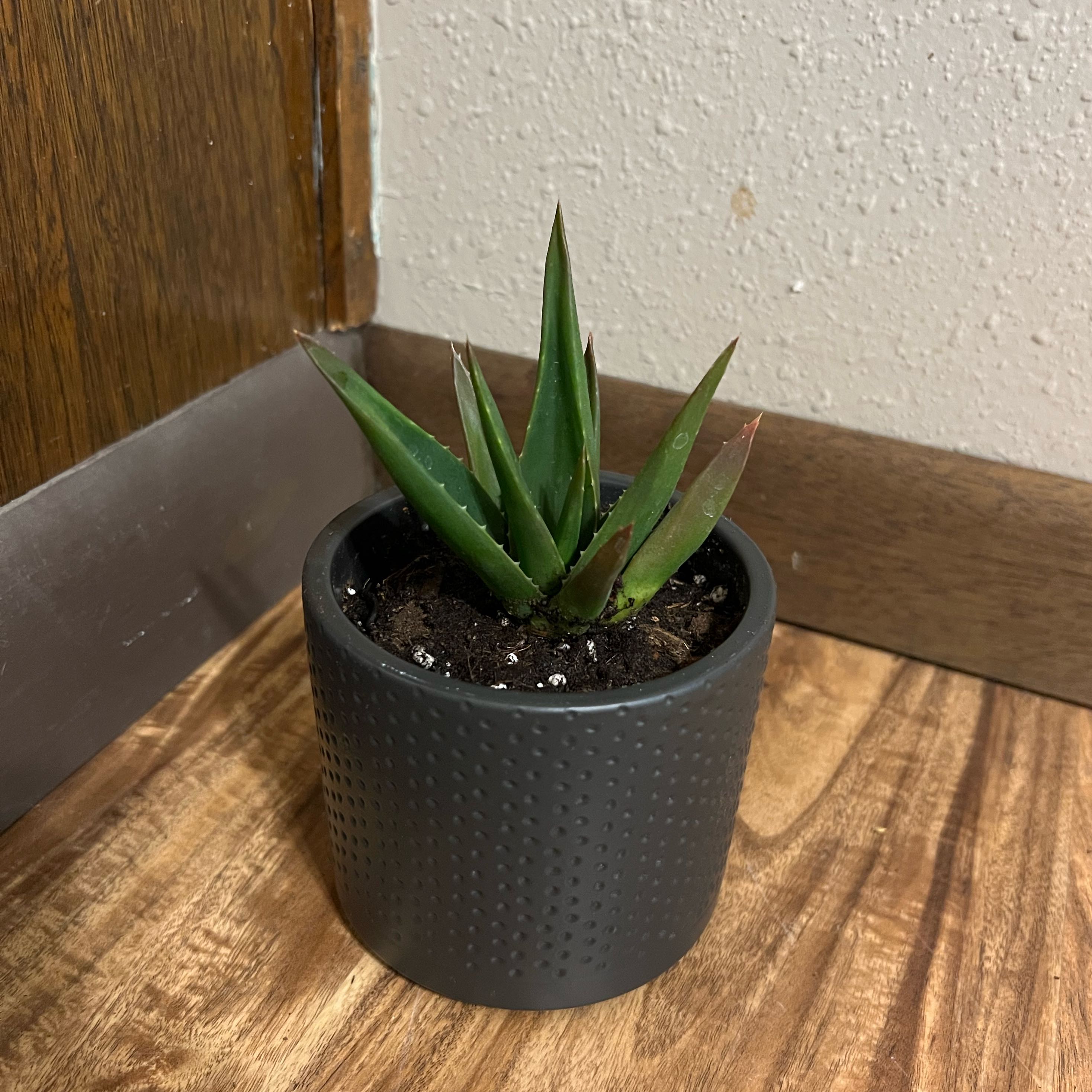 Photo of the plant species Aloe 'Walmsley's Bronze' by @tatortot38 named Wimsy on Greg, the plant care app
