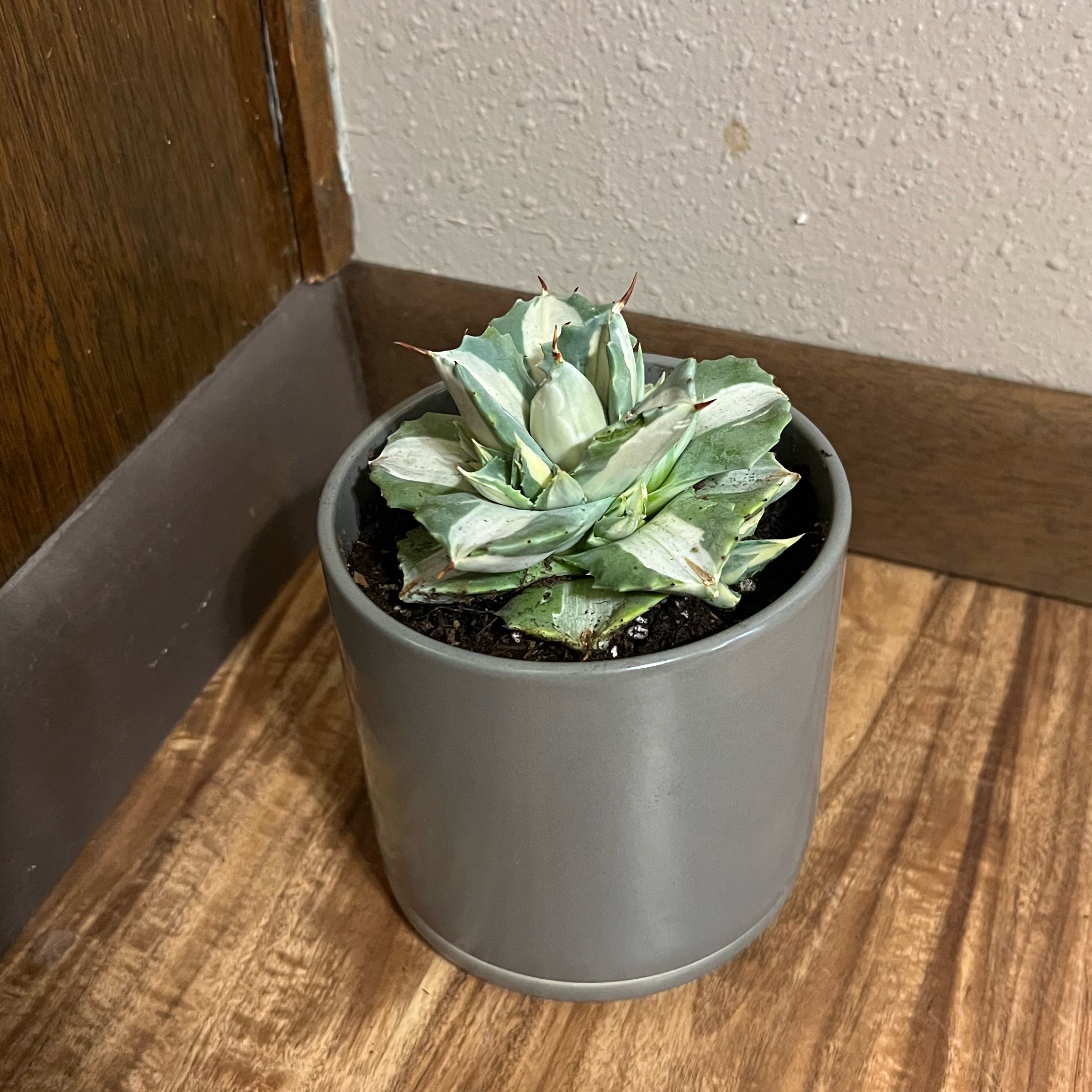 Photo of the plant species Variegated Dwarf Butterfly Agave by @tatortot38 named Pokey on Greg, the plant care app