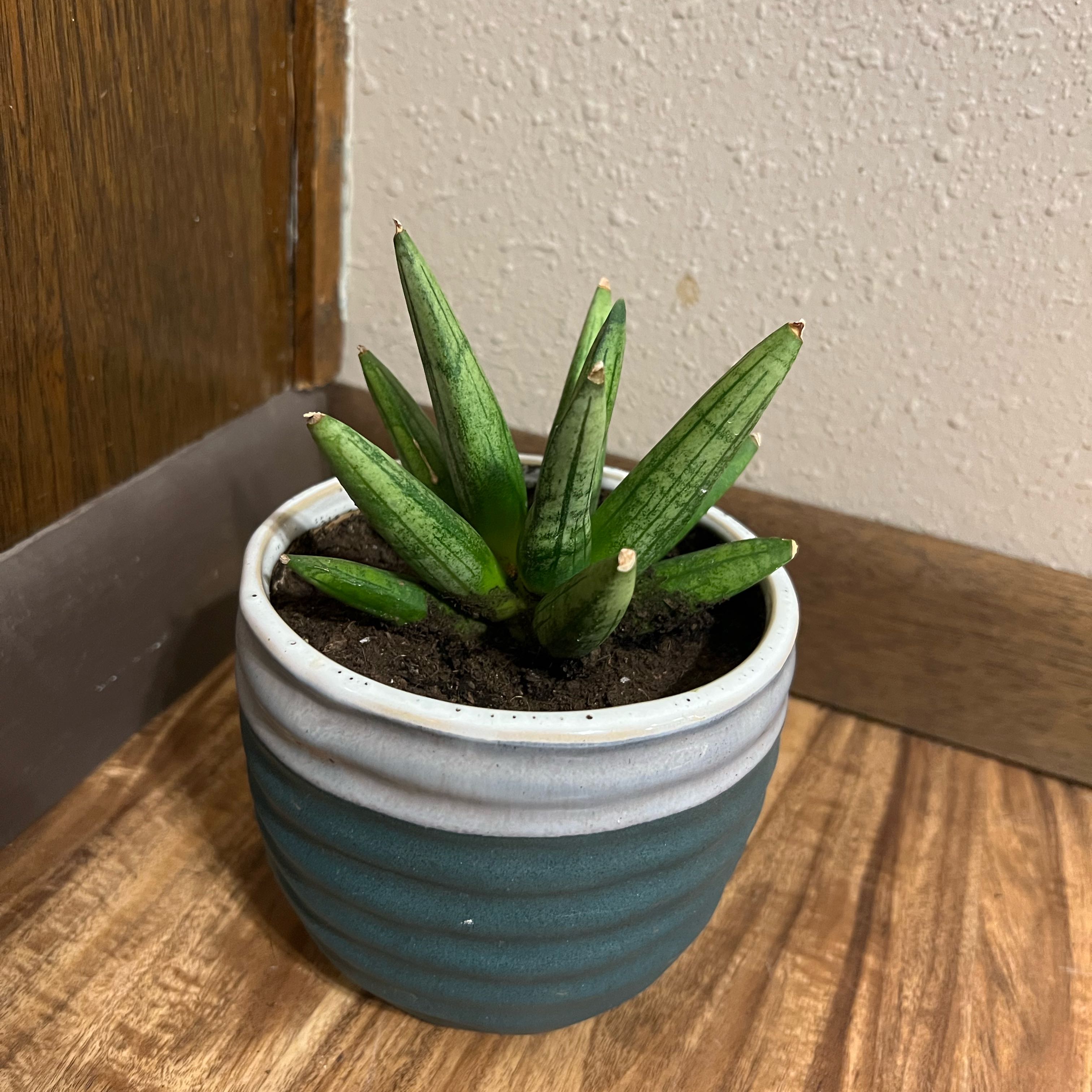 Photo of the plant species Starfish Snake Plant by @tatortot38 named Hedgehog on Greg, the plant care app