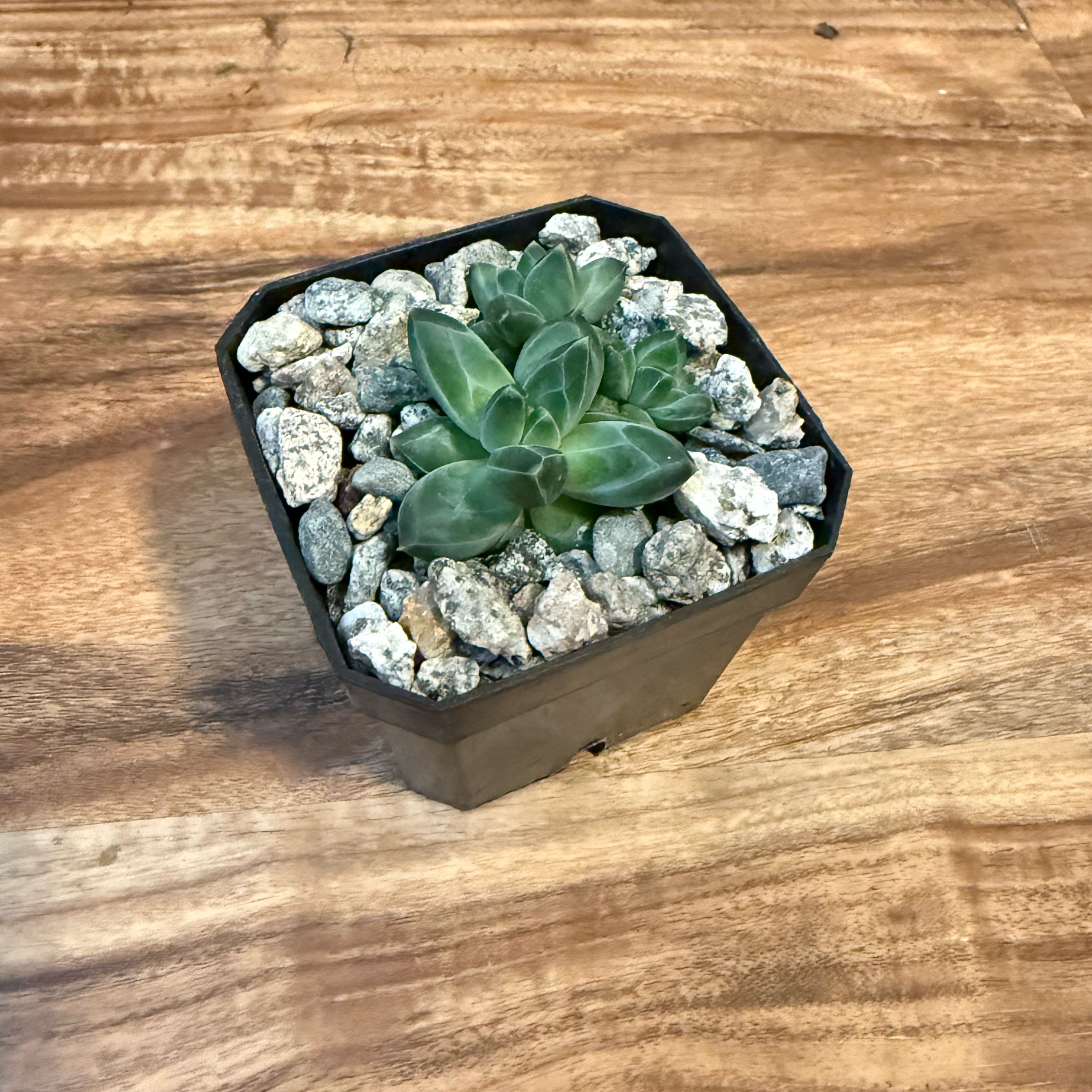 Photo of the plant species Pachyphytum compactum f. cristata by @tatortot38 named Wendy on Greg, the plant care app