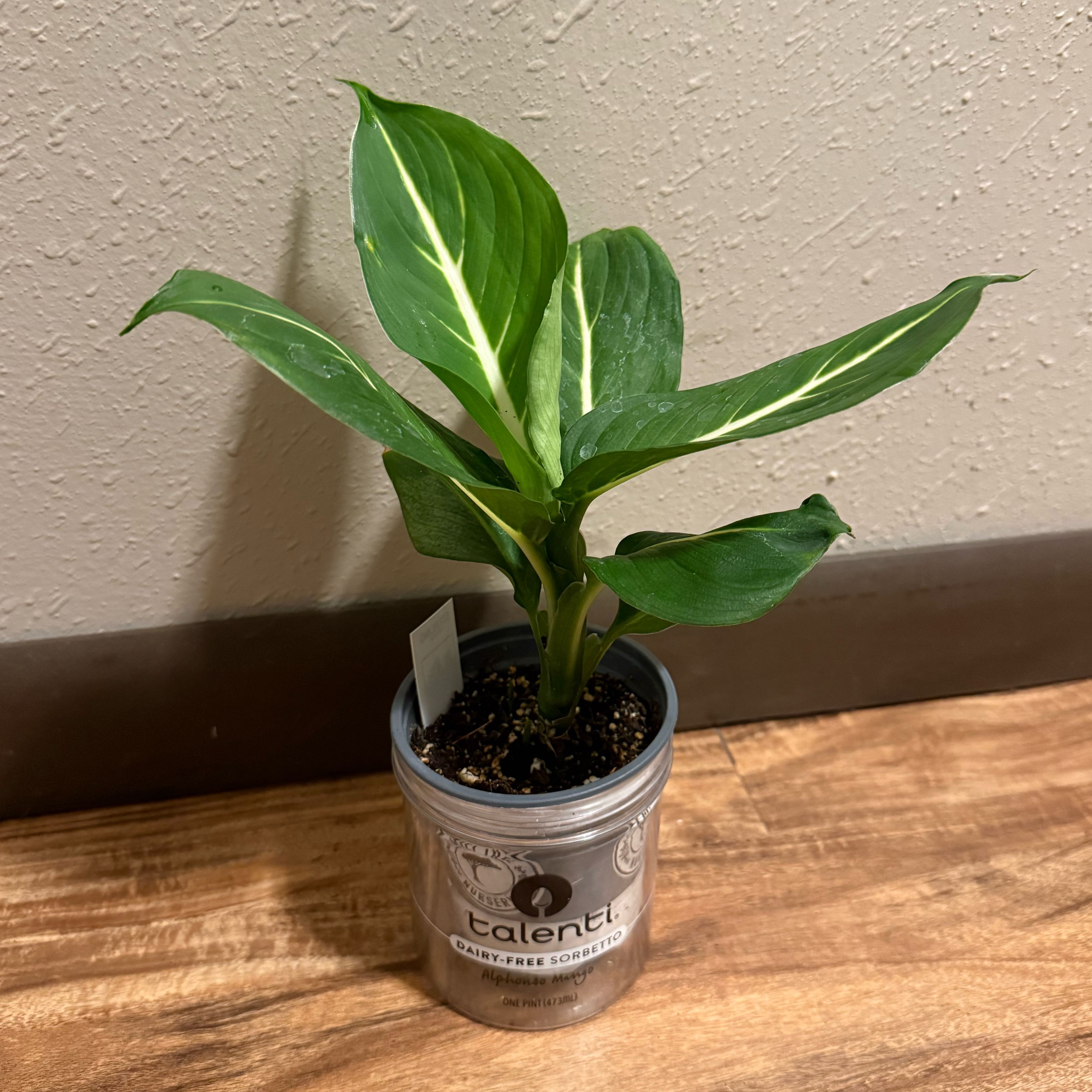 Photo of the plant species Sterling Dieffenbachia by @tatortot38 named Lil’ Sterling on Greg, the plant care app