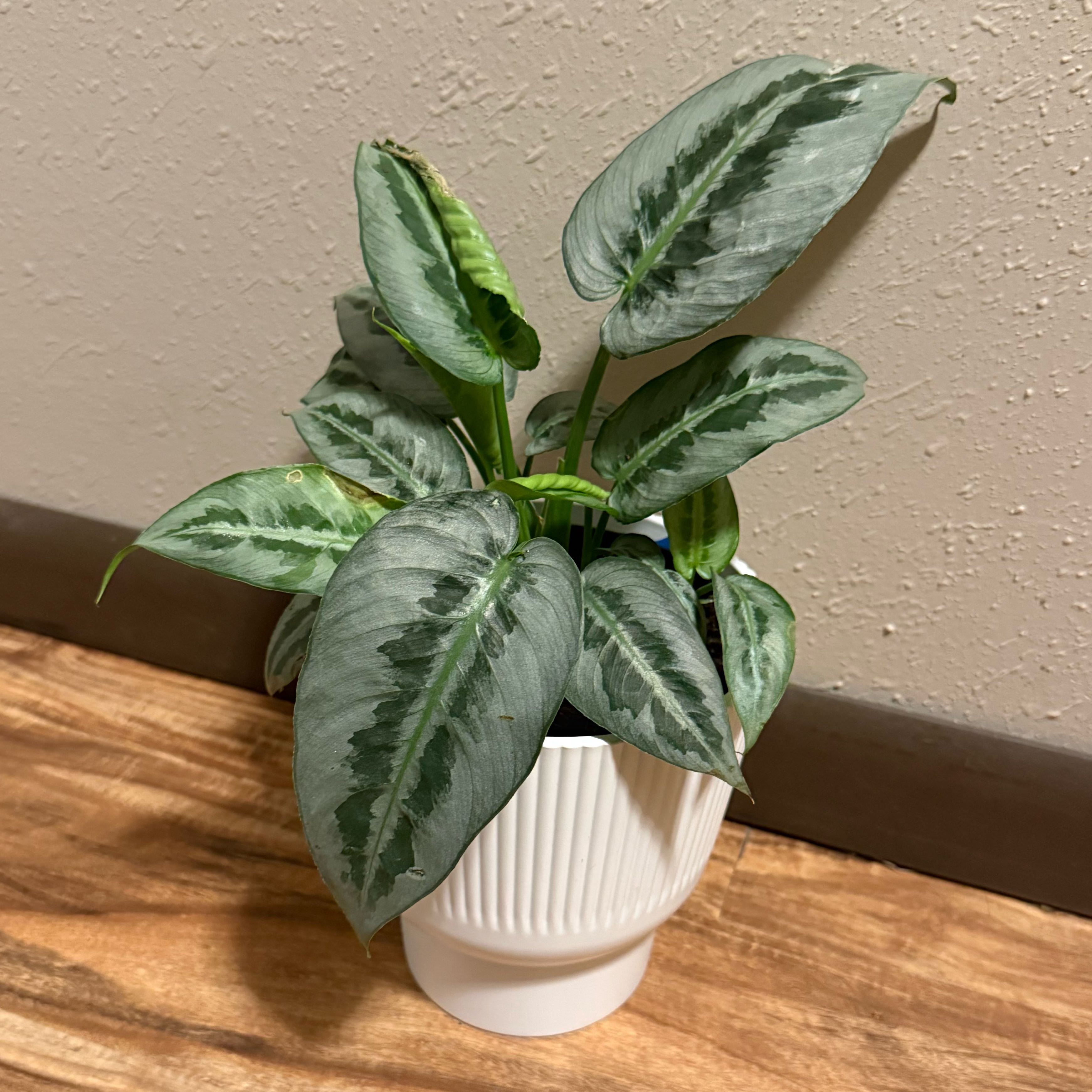 Photo of the plant species Silver Form by @tatortot38 named Silver Ottis on Greg, the plant care app
