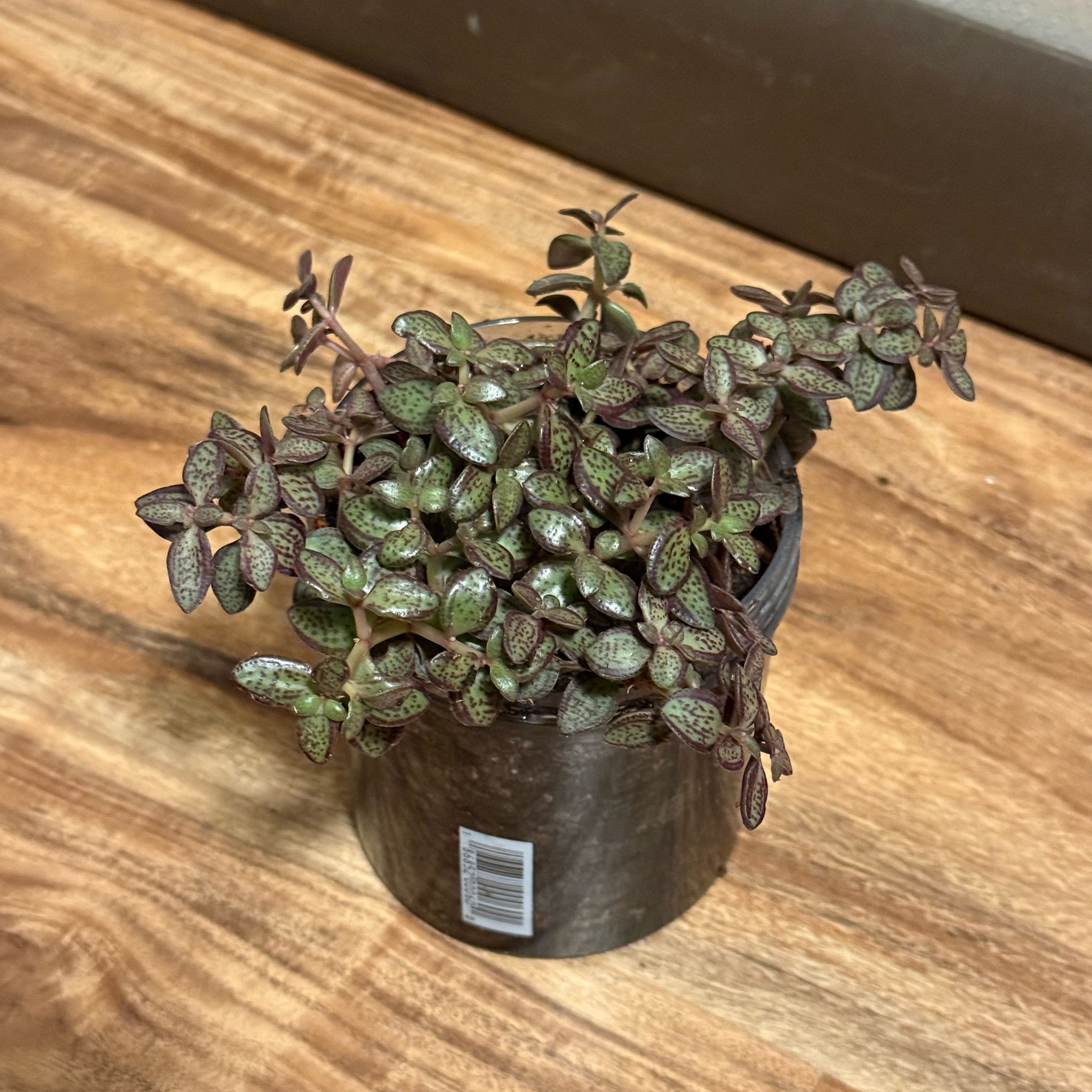 Photo of the plant species Crassula volkensii by @tatortot38 named Spike Leaves on Greg, the plant care app