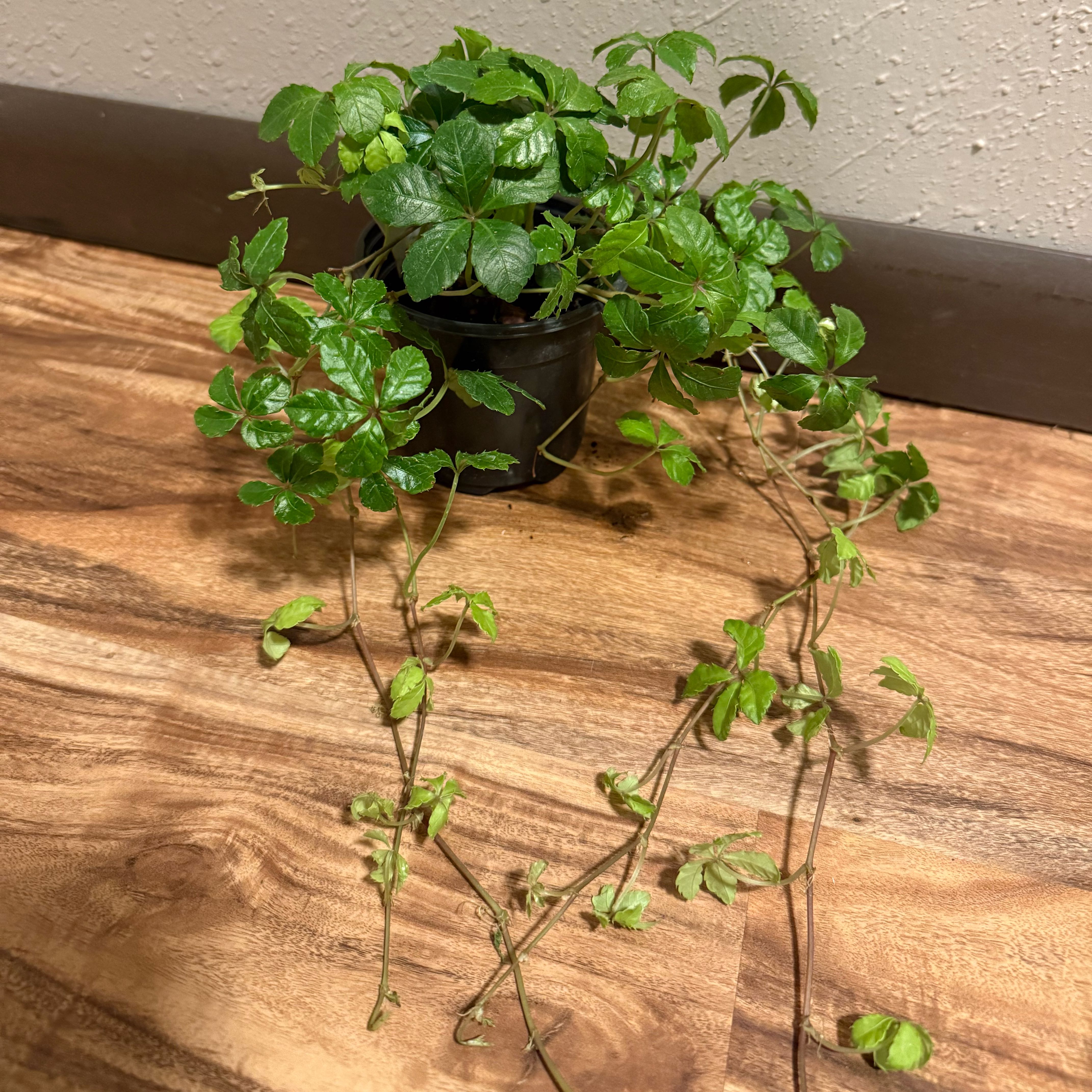 Photo of the plant species Sugar Vine by @tatortot38 named Sugar on Greg, the plant care app