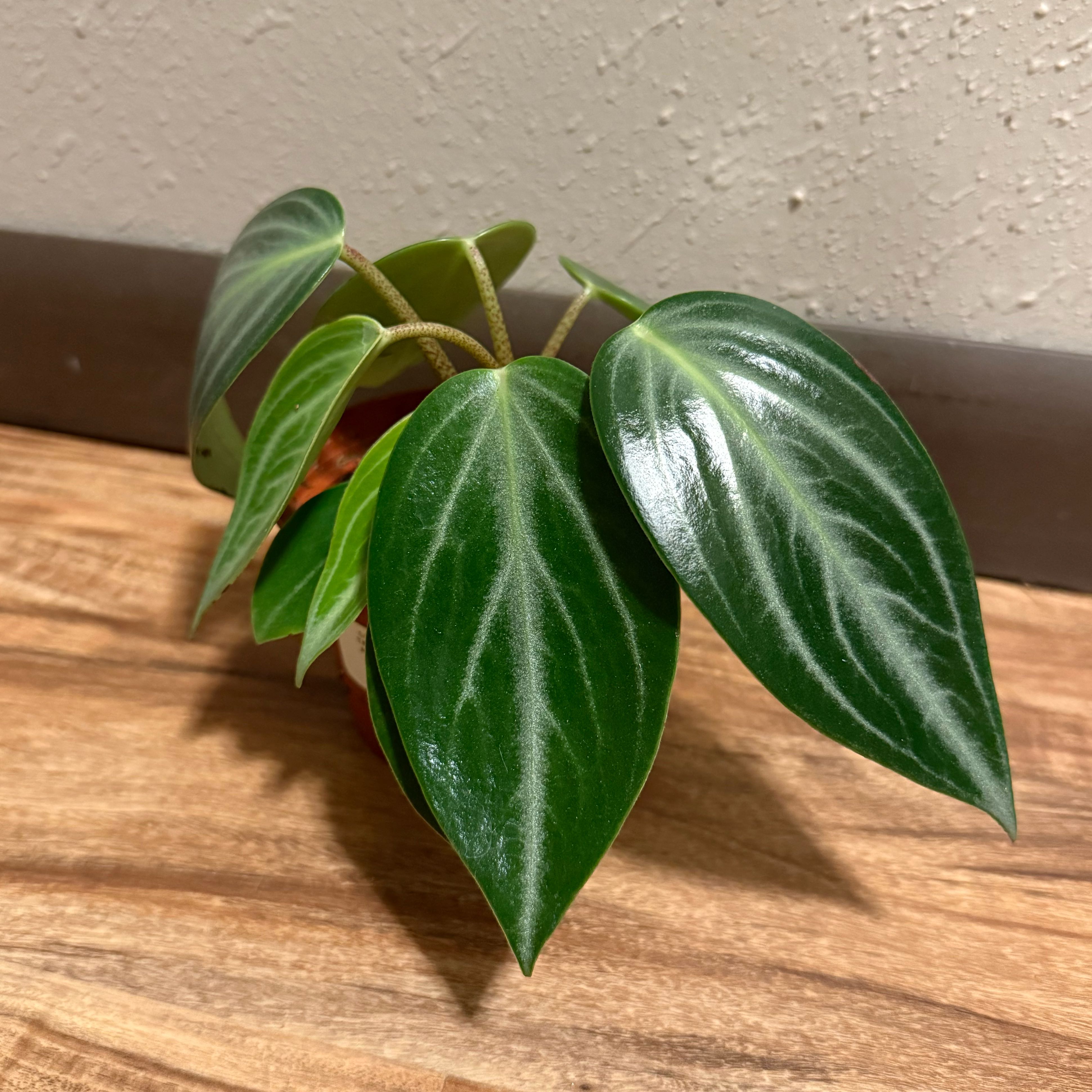 Photo of the plant species Peperomia elongata by @tatortot38 named Ellie on Greg, the plant care app