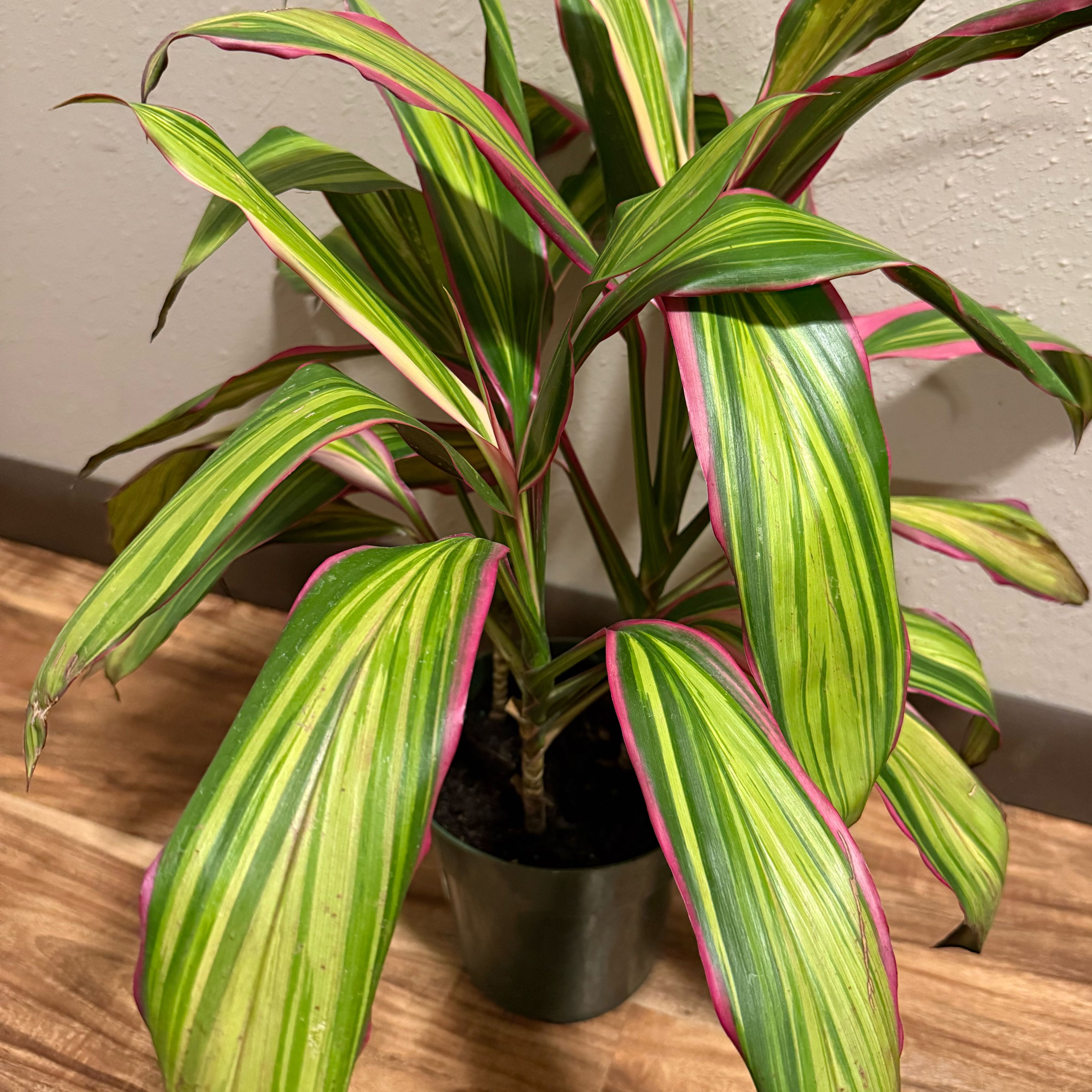 Photo of the plant species Cordyline 'Tricolor' by @tatortot38 named Elina on Greg, the plant care app