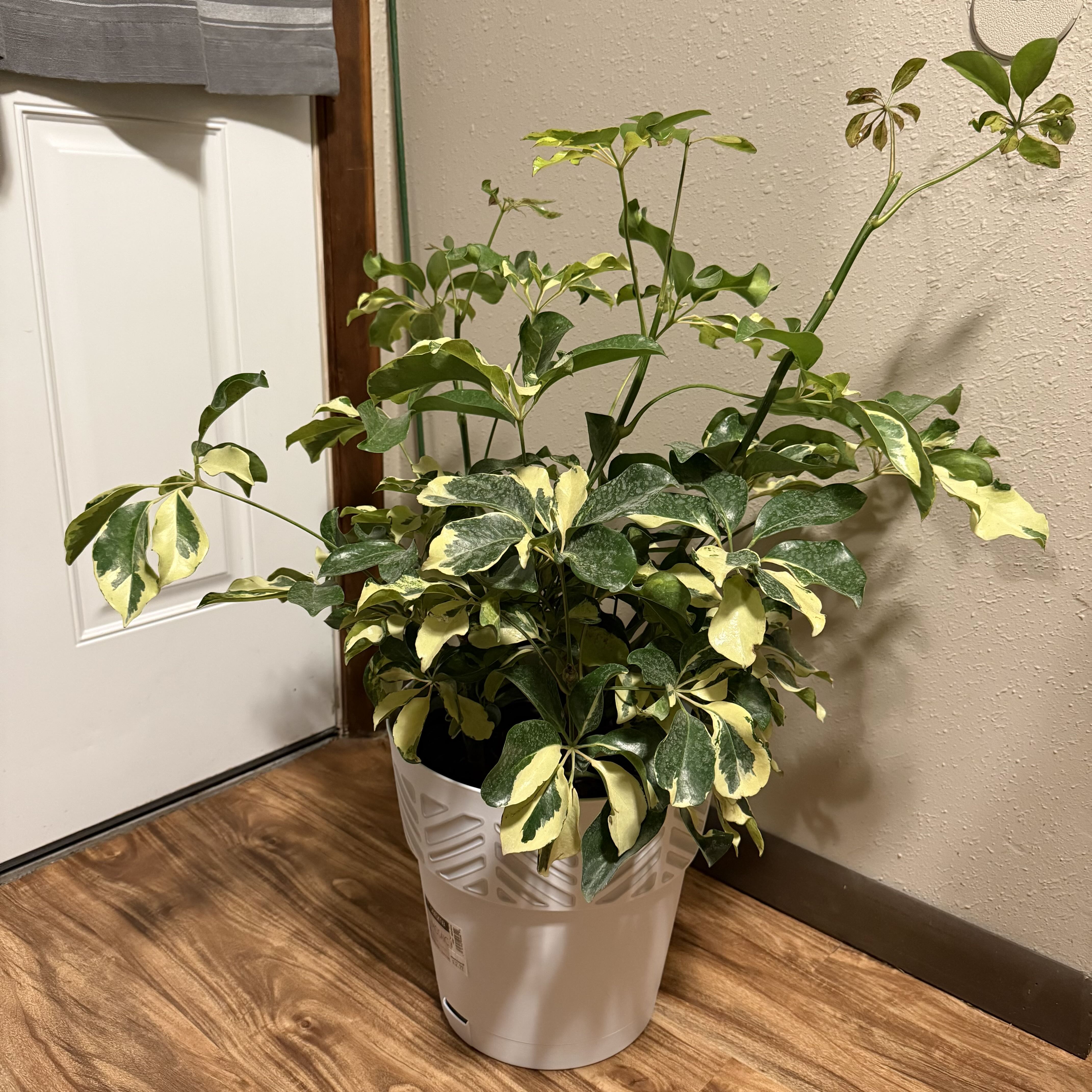 Plant care for Baltic Ivy on Greg, the plant care app