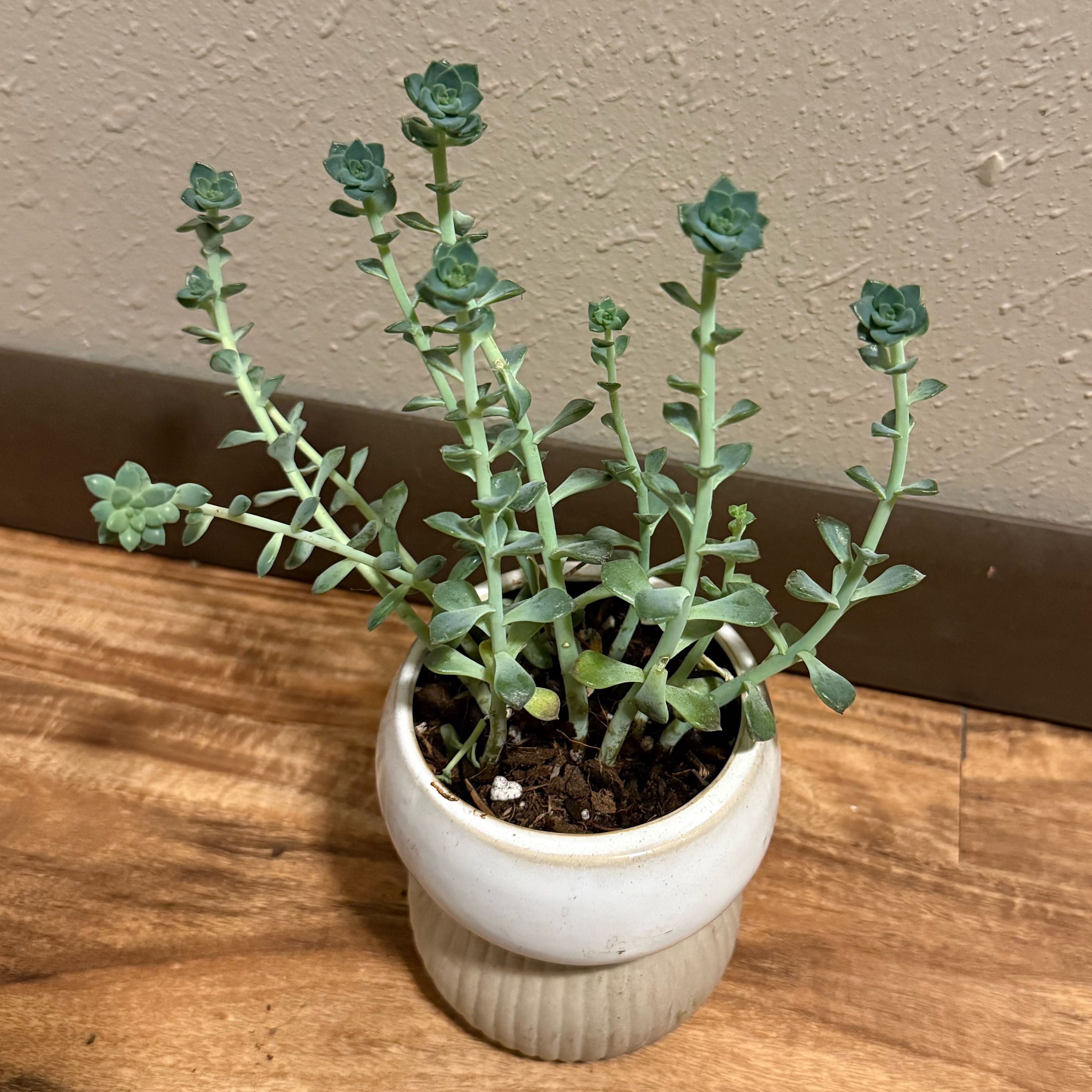 Photo of the plant species Korean Echeveria 'Tinkerbell' by @tatortot38 named Tinkerbell on Greg, the plant care app