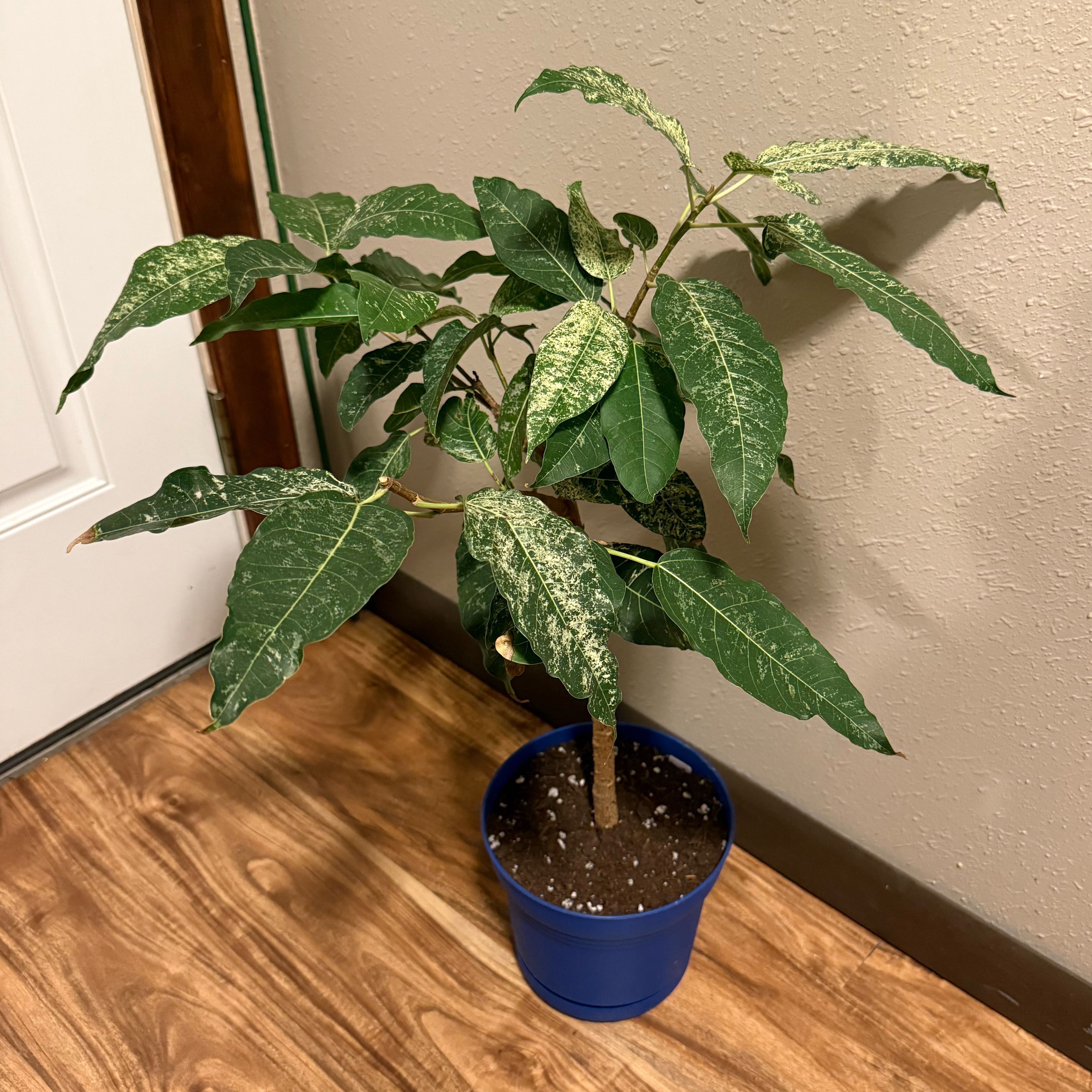 Photo of the plant species Variegated Clown Fig by @tatortot38 named Figgy on Greg, the plant care app