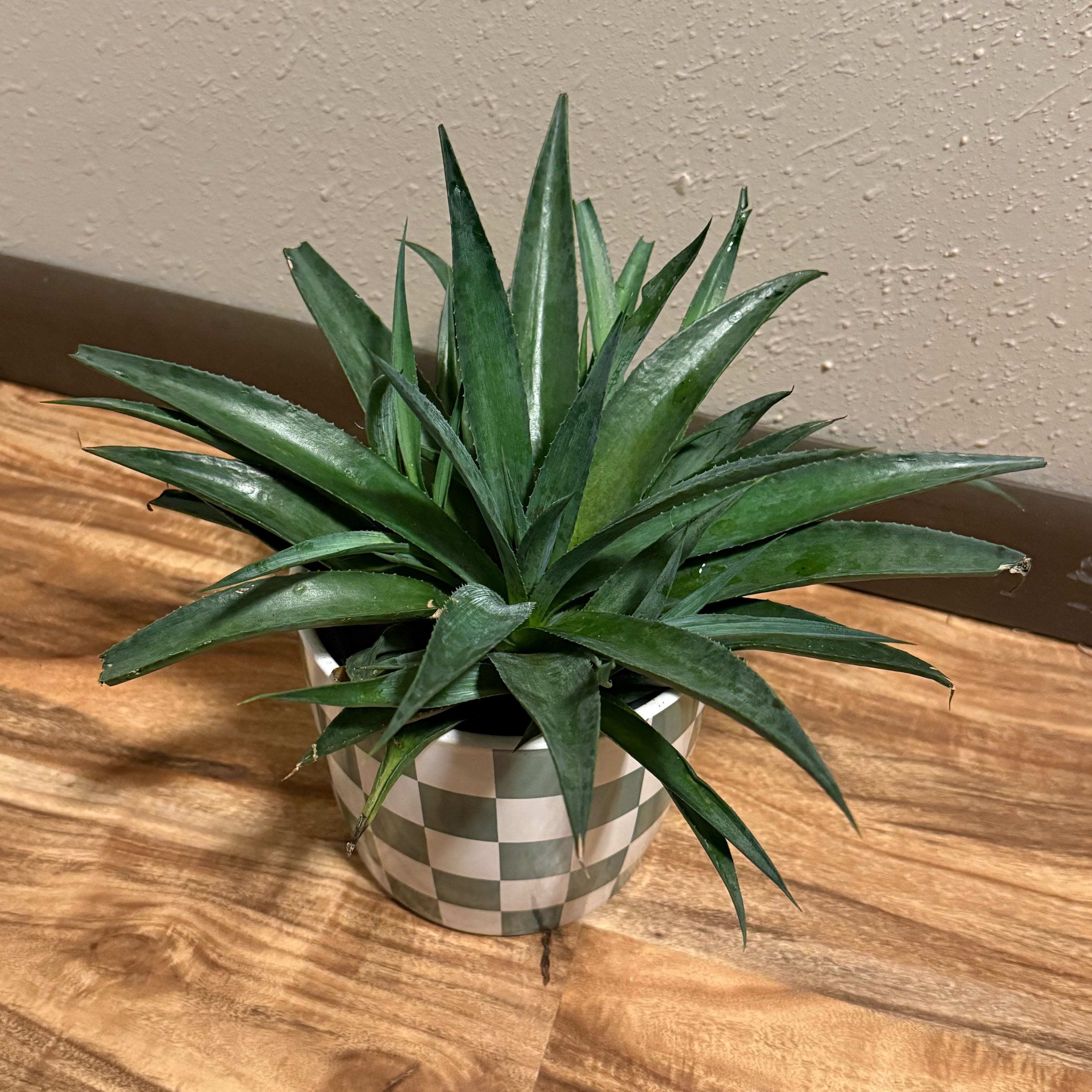 Photo of the plant species Mangave 'Pineapple Express' by @tatortot38 named Pineapple on Greg, the plant care app