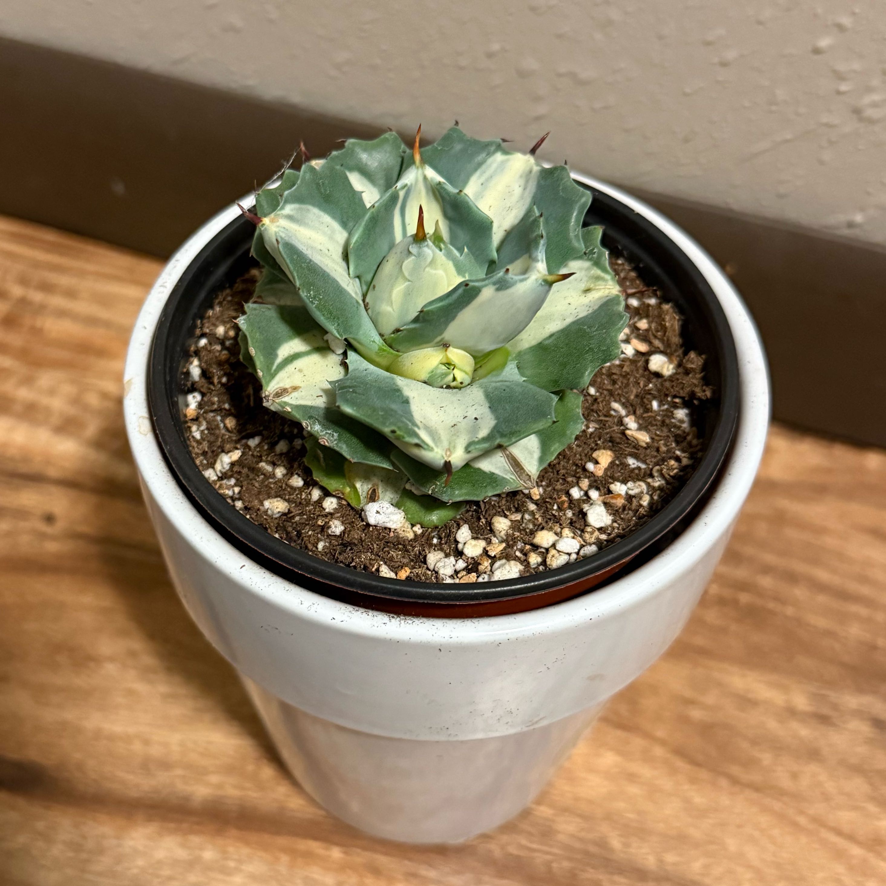 Photo of the plant species Dwarf Butterfly Agave by @tatortot38 named Stabby on Greg, the plant care app