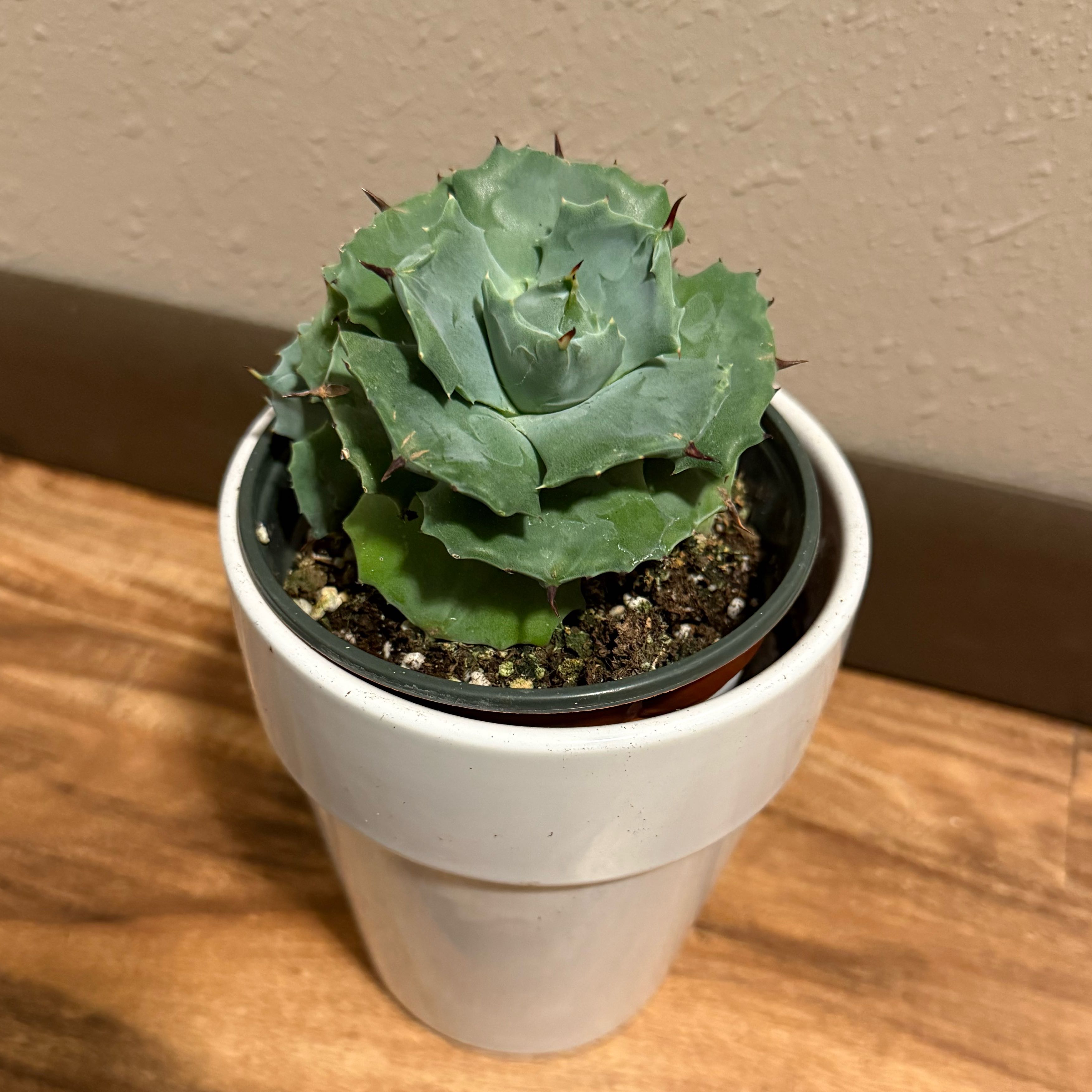 Photo of the plant species Dwarf Butterfly Agave by @tatortot38 named Prickly on Greg, the plant care app