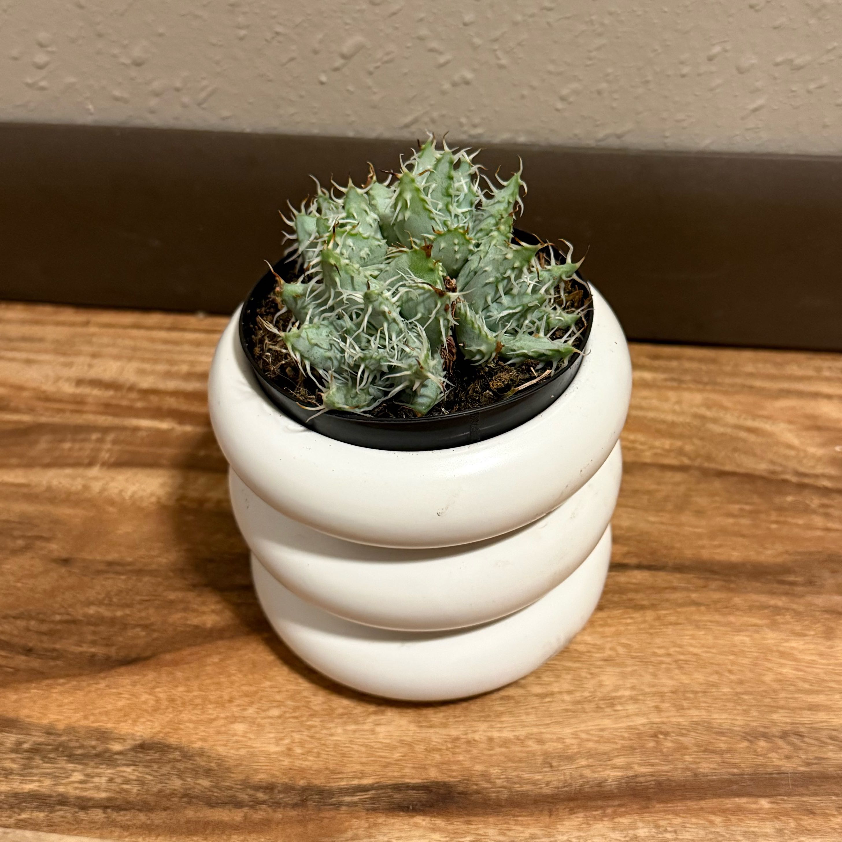 Photo of the plant species Aloe Erinacea by @tatortot38 named Rina on Greg, the plant care app
