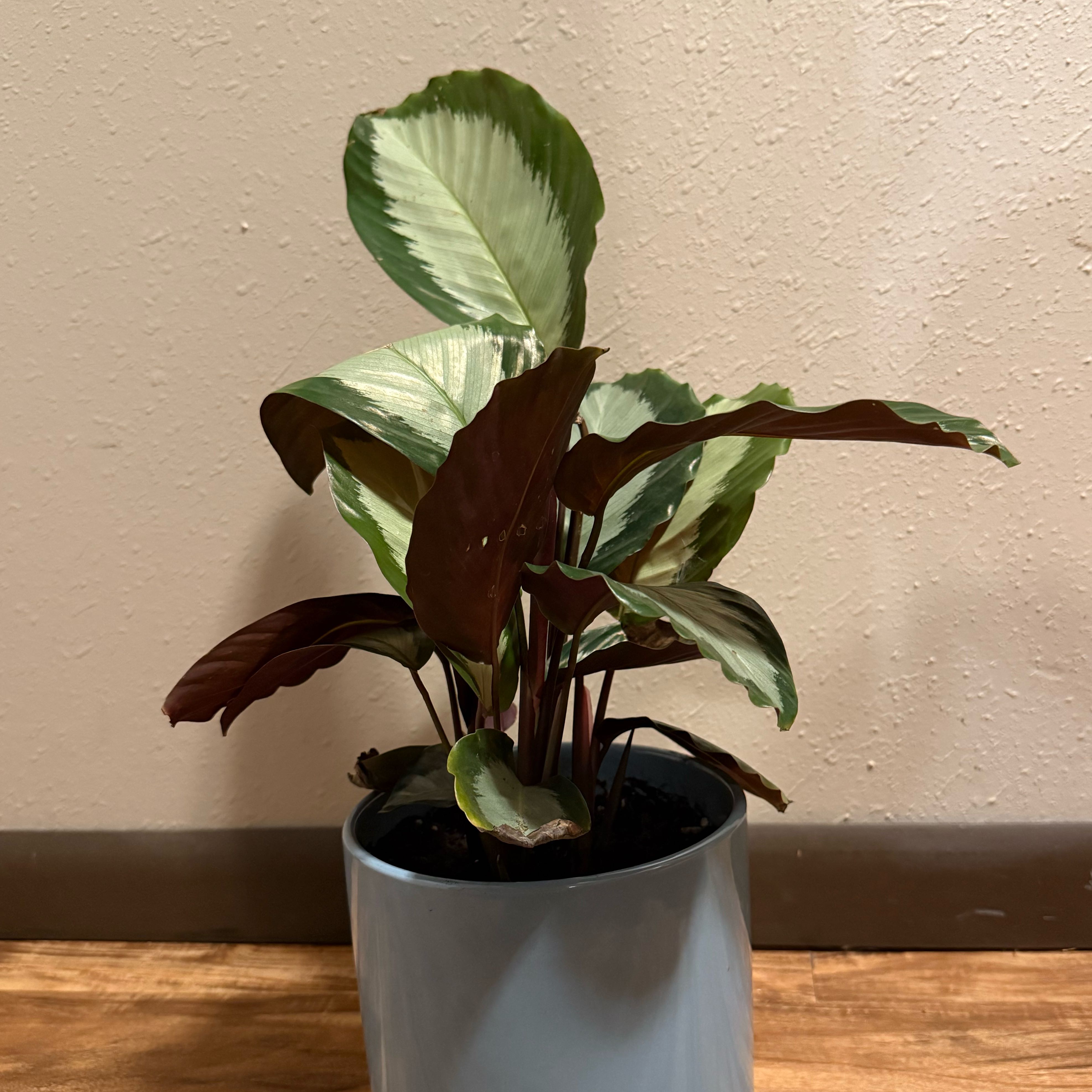Photo of the plant species Calathea picturata 'Argentea' by @tatortot38 named Angel on Greg, the plant care app