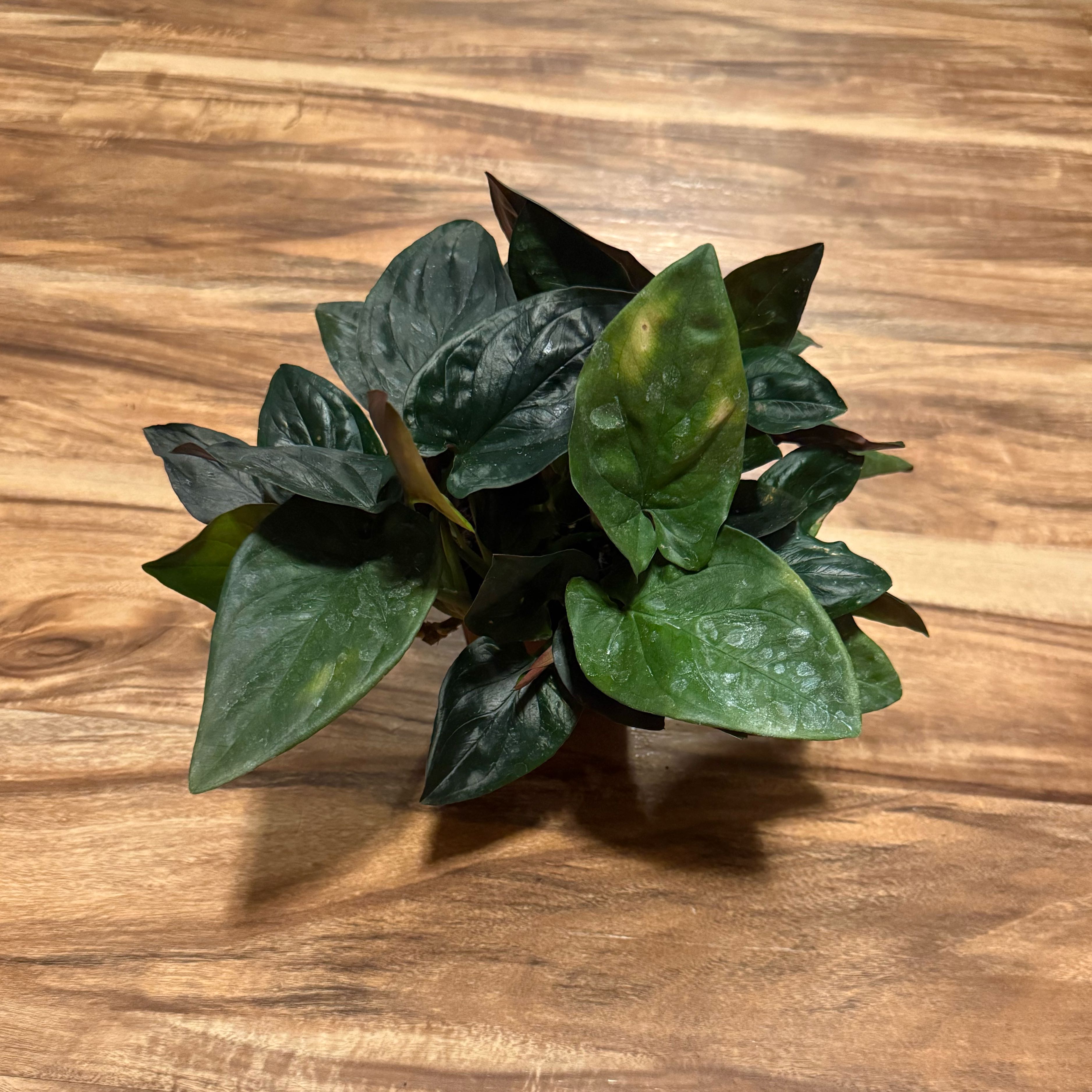 Photo of the plant species Syngonium Erythrophyllum by @tatortot38 named Kendall on Greg, the plant care app