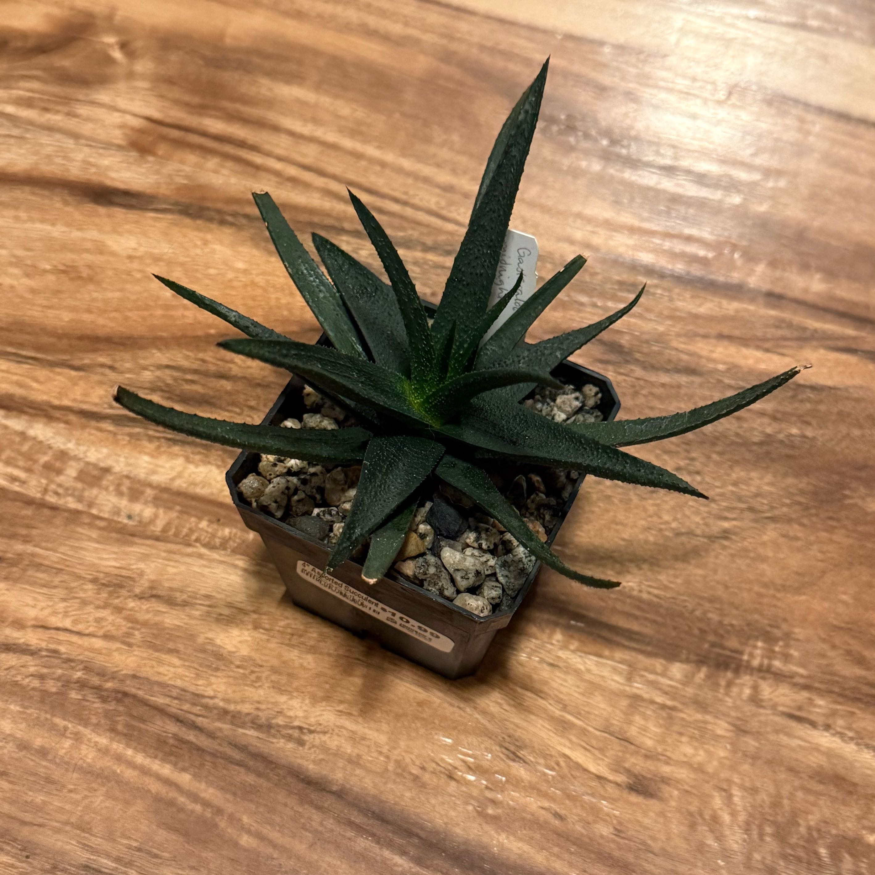 Photo of the plant species Gasterolea 'Midnight' by @tatortot38 named Midnight on Greg, the plant care app