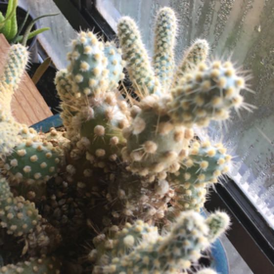 Photo of the plant species Copana Cactus by @LovelyFeverfew named Prickles Sr on Greg, the plant care app