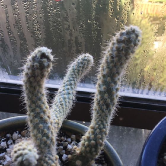 Photo of the plant species Copana Cactus by @LovelyFeverfew named Prickles Jr on Greg, the plant care app
