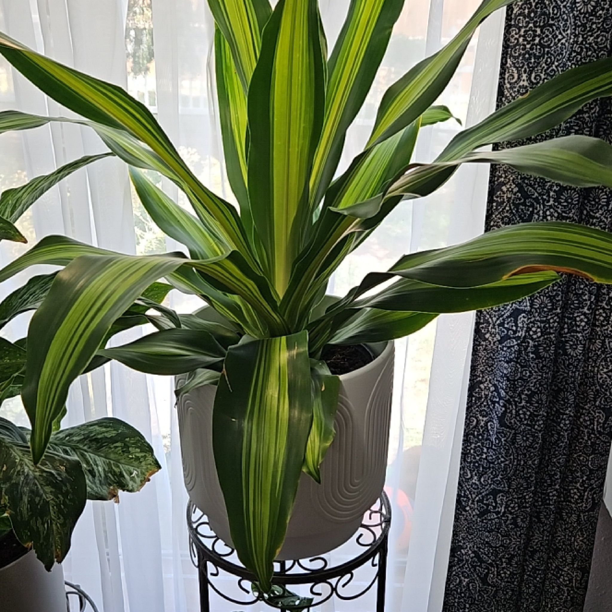 Dracaena 'Golden Heart' plant in a white pot on a stand, with vibrant green and yellow-striped leaves.