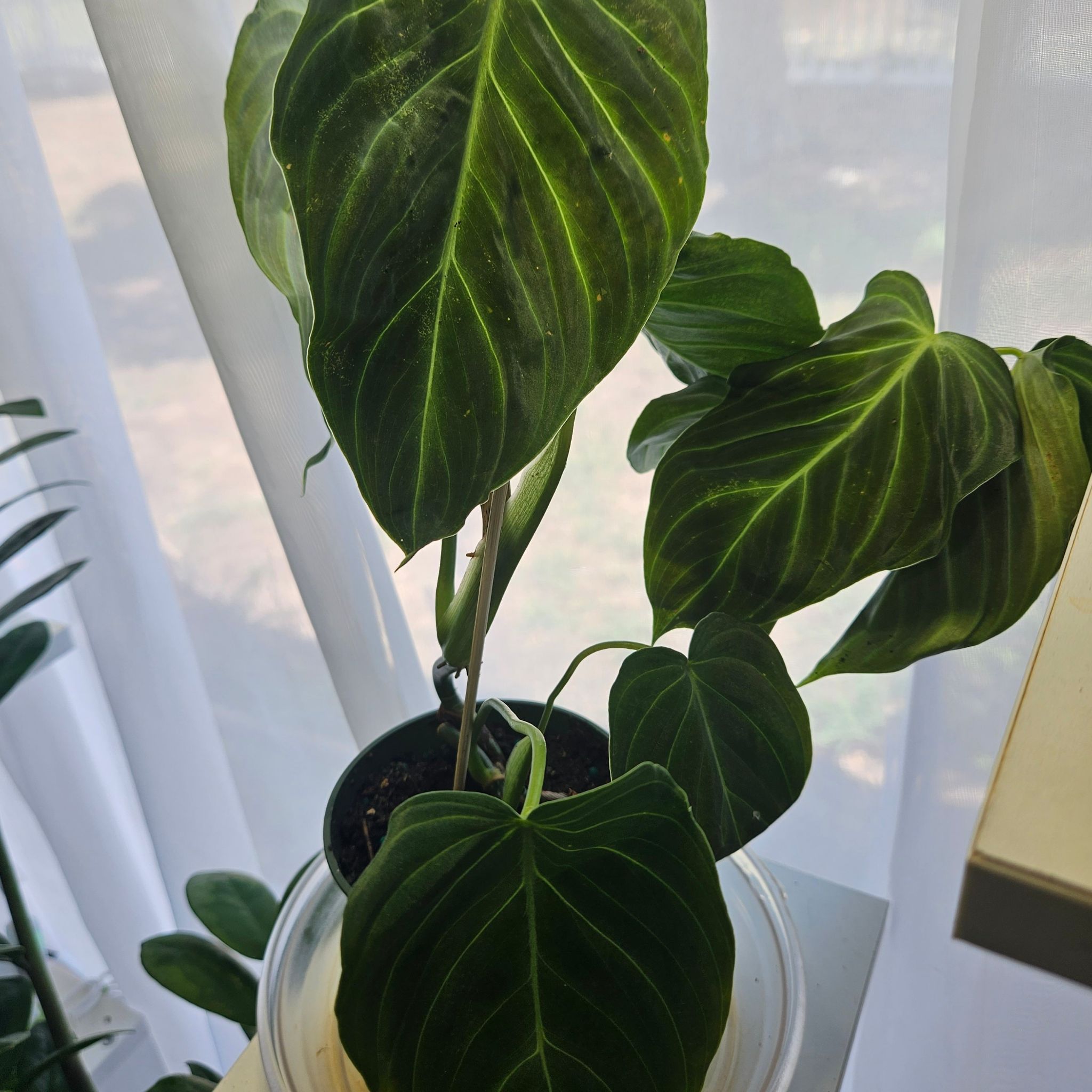 Philodendron 'Glorius' plant with large, dark green leaves and visible soil.