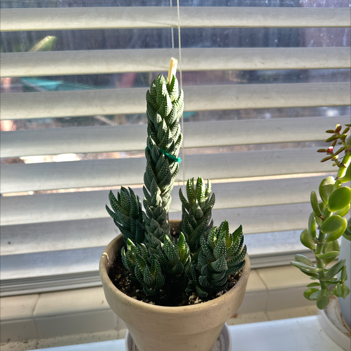 Photo of the plant species Haworthiopsis coarctata by @She_Wolf named Groot on Greg, the plant care app