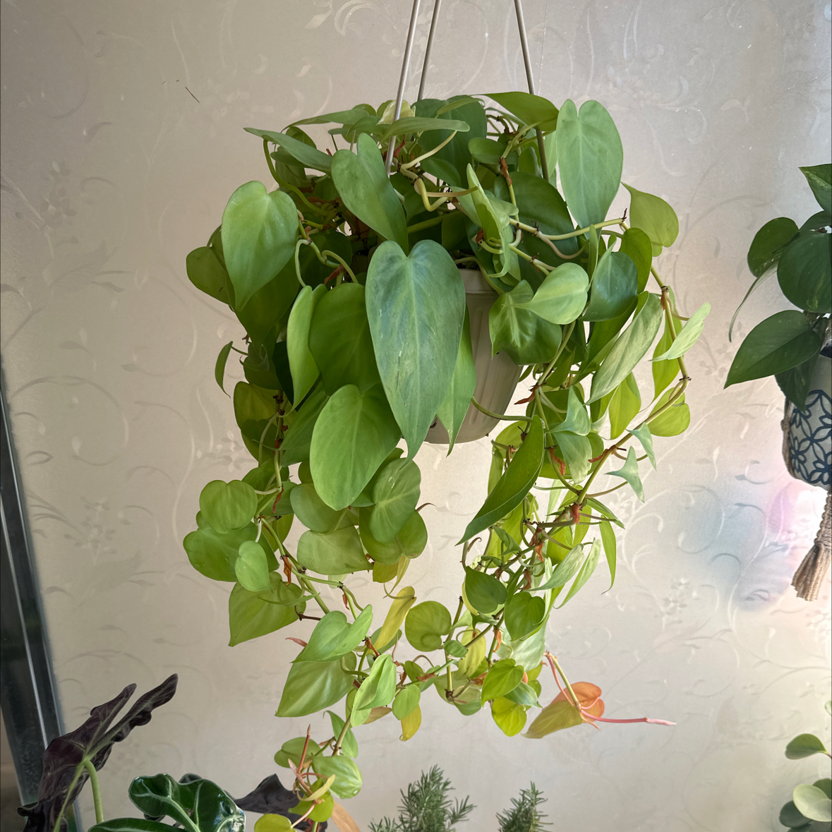 Photo of the plant species cordatum neon by @She_Wolf named Neonardo on Greg, the plant care app