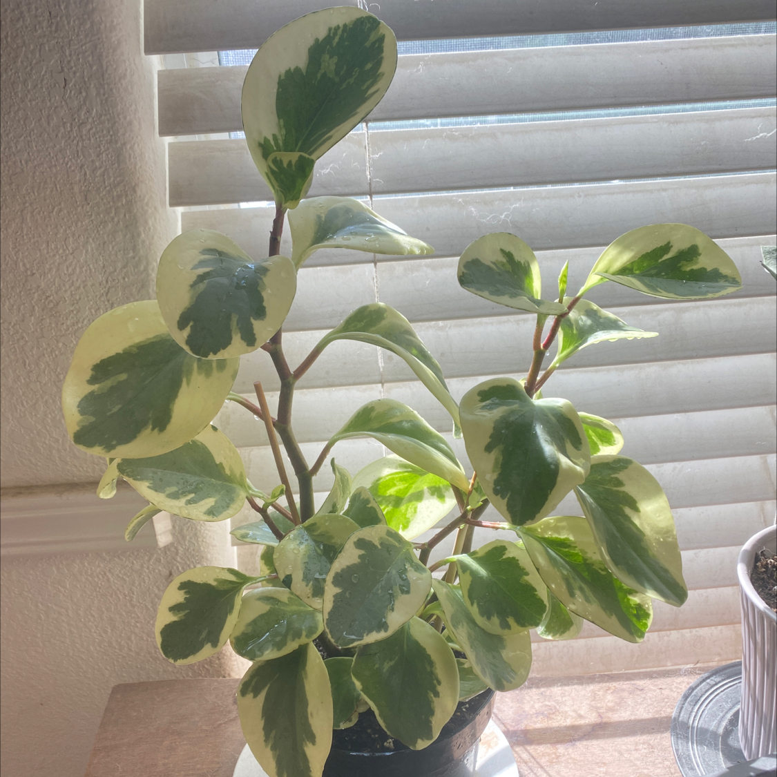 Photo of the plant species Peperomia Citrus Twist by @She_Wolf named Pepper Pots on Greg, the plant care app