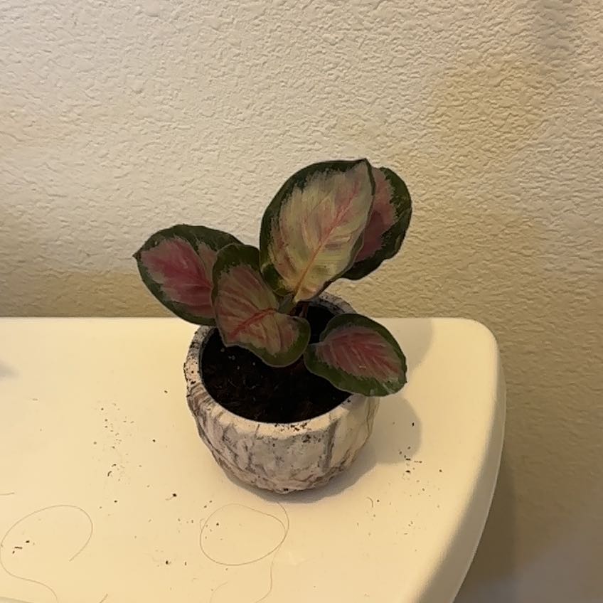 Photo of the plant species Calathea 'Rosey' by @She_Wolf named Caly on Greg, the plant care app