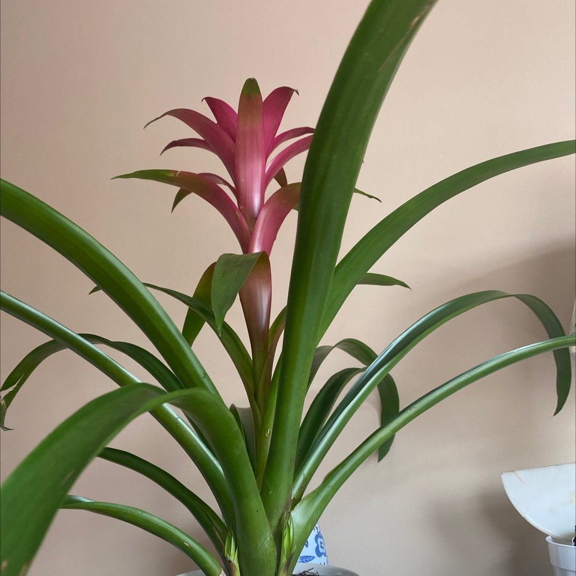 How and When Should I Cut Back My Guzmania Bromeliad?