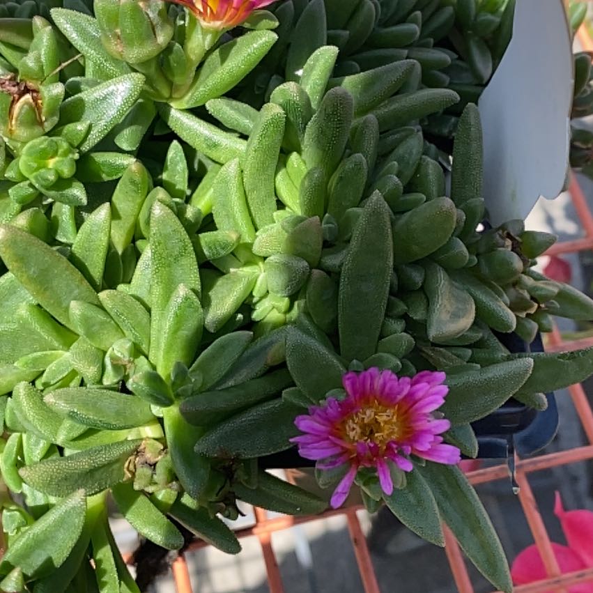 Healthy Purple Ice Plant with green leaves and blooming purple flowers.