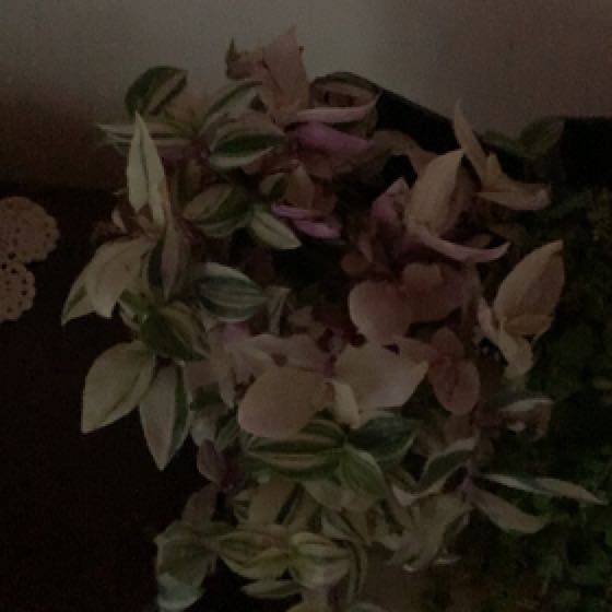 Photo of the plant species Tricolor Rainbow Tradescantia by @BlazingBilberry named James Dean on Greg, the plant care app