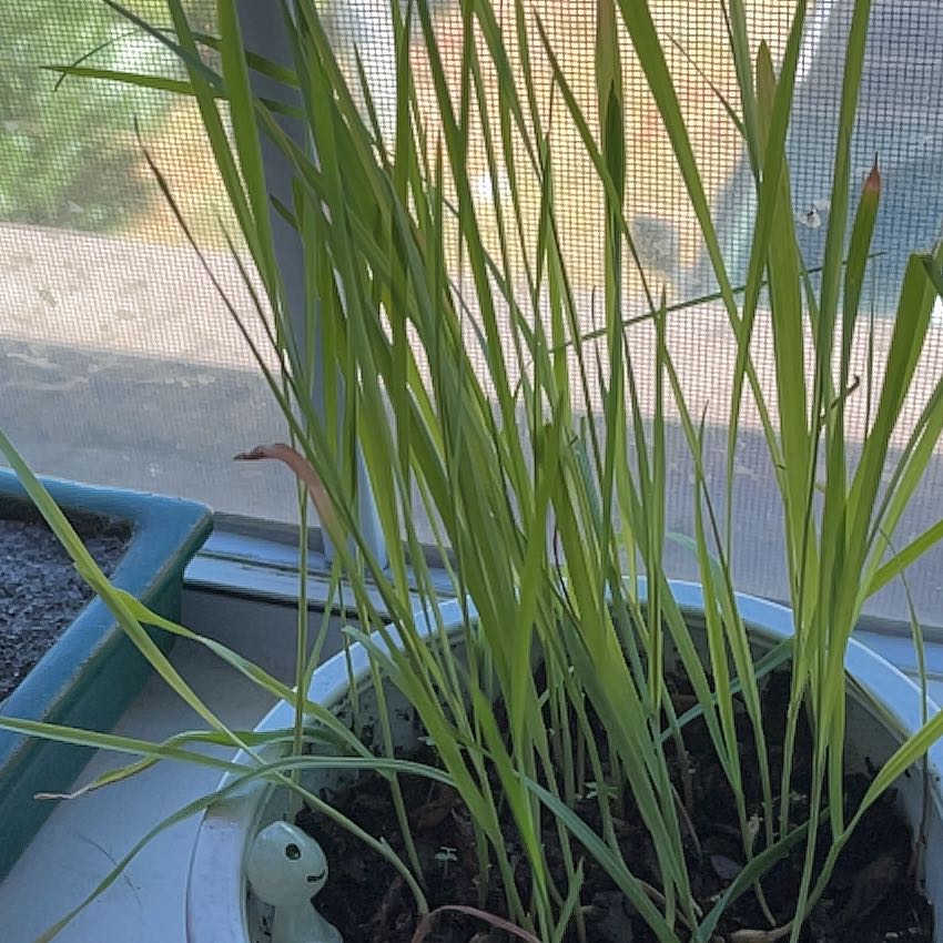 Potted cat grass plant with some minor browning at the leaf tips.