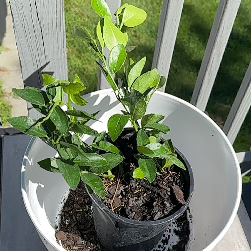 Healthy Persian Lime plant in a black pot inside a white container with vibrant green leaves.