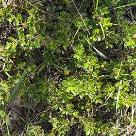 Photo of the plant species Veronica odora by @DesiredPansy named Kendall on Greg, the plant care app