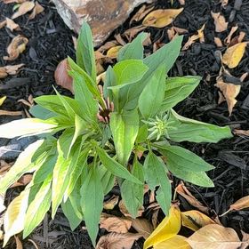Photo of the plant species Common Shootingstar by @EstheticalAtom named Doja Cat on Greg, the plant care app