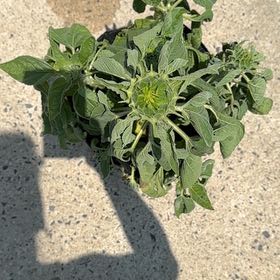 Photo of the plant species Teddy Bear Sunflower by @EstheticalAtom named Kesha on Greg, the plant care app
