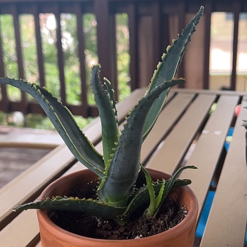 A healthy Aloe 'Swordfish' plant in a terracotta pot on a wooden deck.