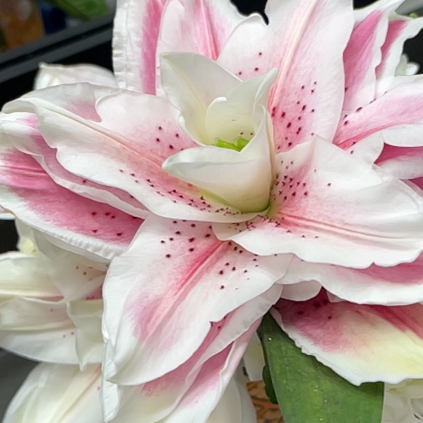 Photo of the plant species Torch Ginger by @RightfulMira named Diana on Greg, the plant care app