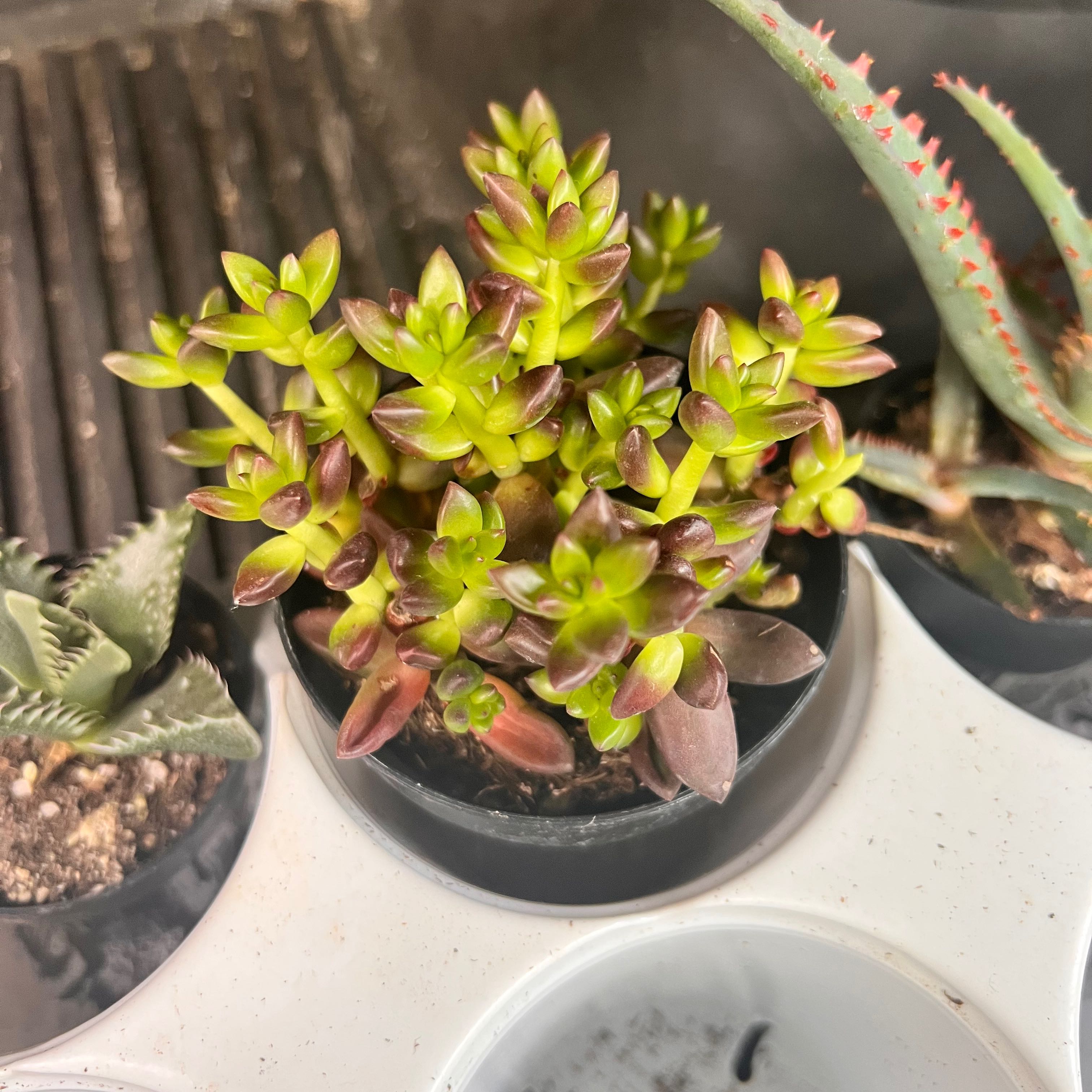 Sedeveria 'Jet Beads' plant in a small pot with vibrant green and reddish leaves.