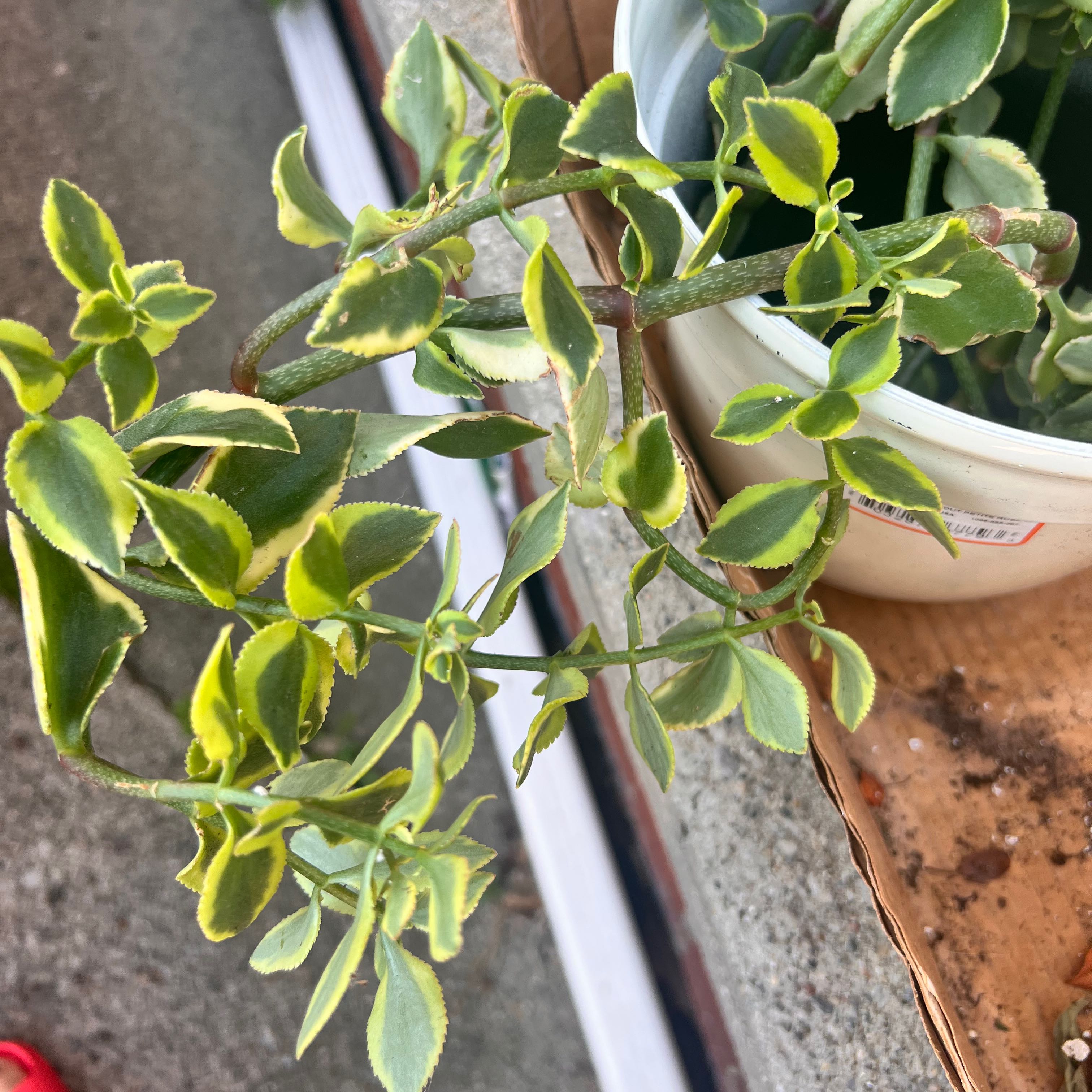 Calico Kitten plant with variegated leaves in a pot, partially visible soil.