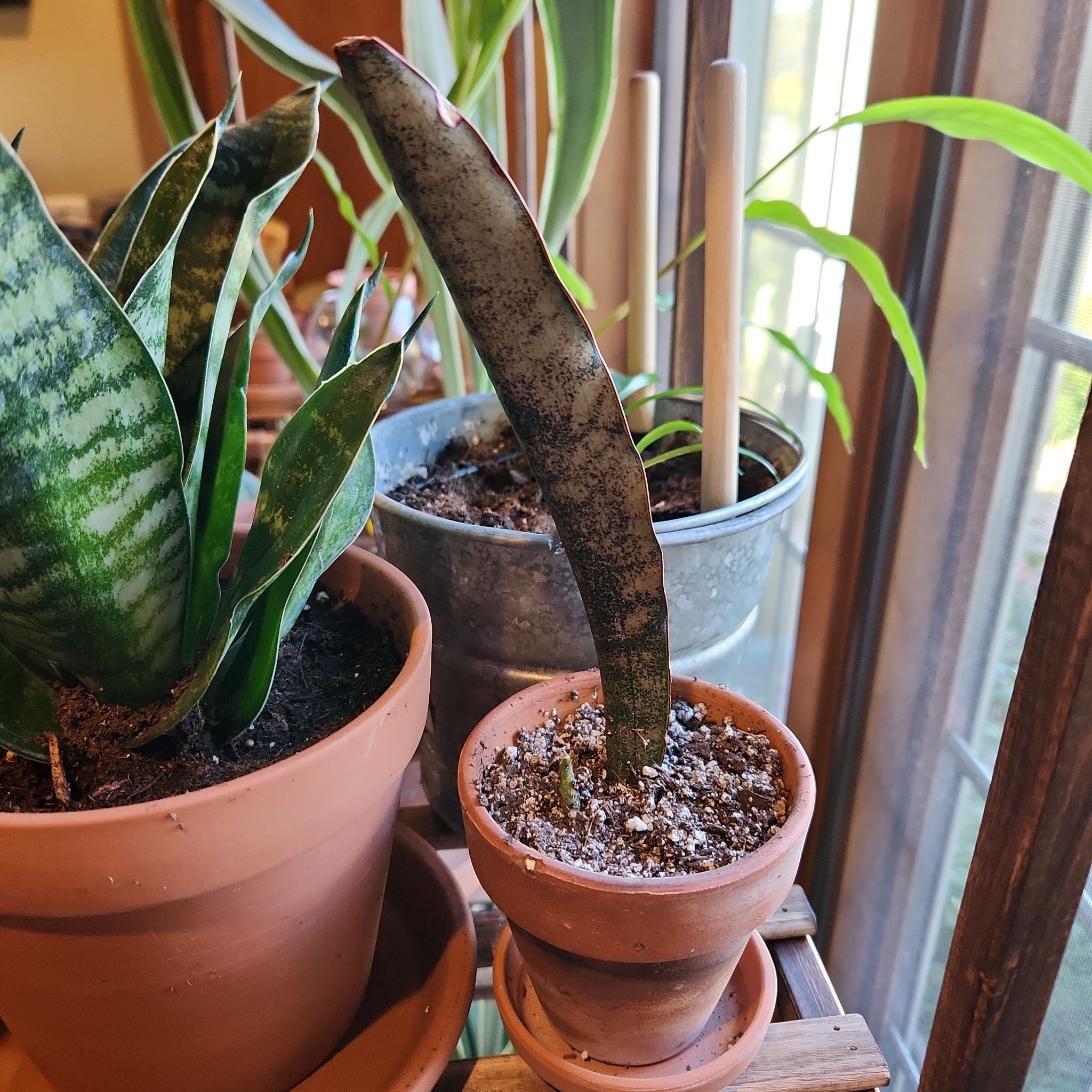 Photo of the plant species Dracaena kirkii 'Coppertone' by @ForrealPokaka named Carnage f on Greg, the plant care app