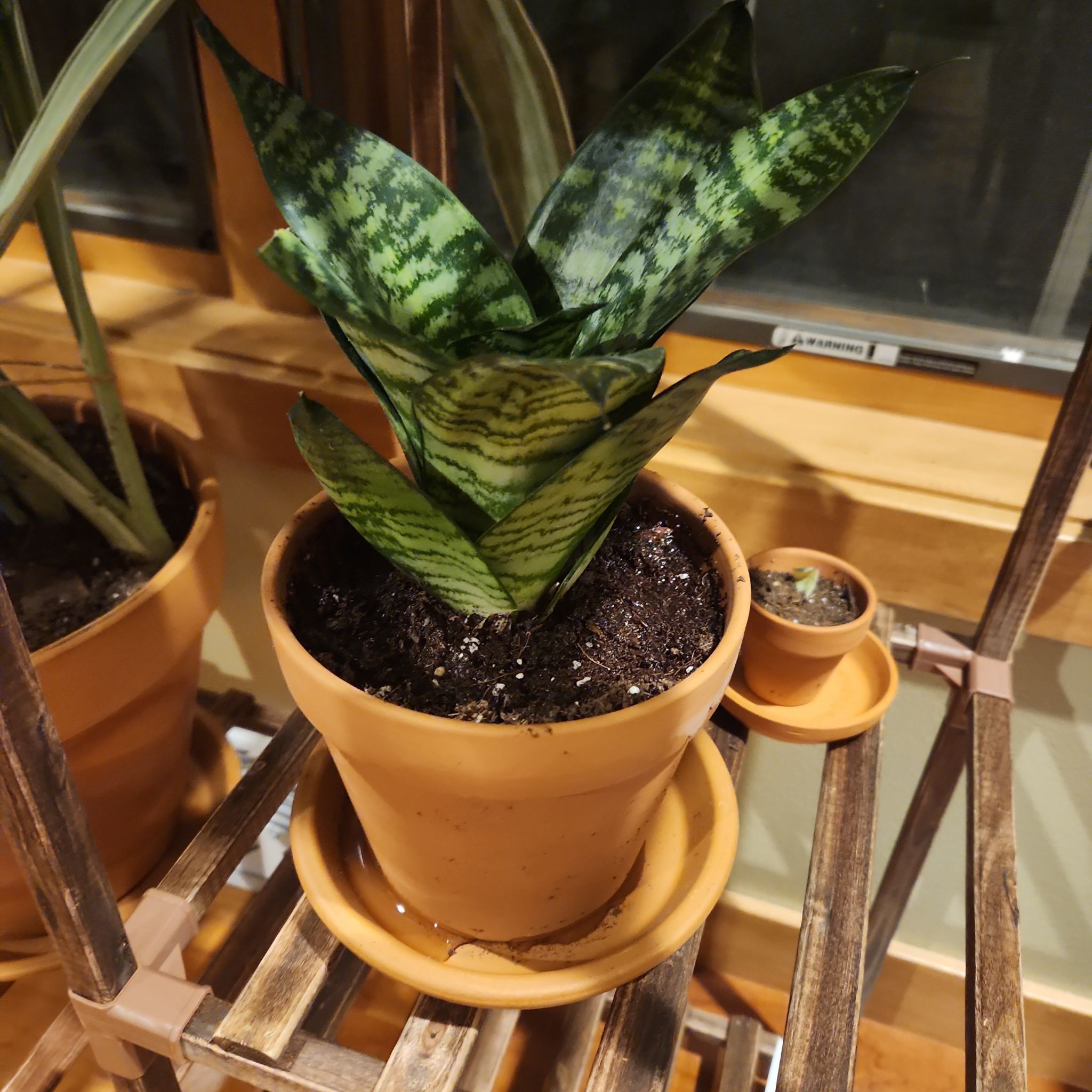Photo of the plant species Tiger Star Snake Plant by @ForrealPokaka named Madonna f on Greg, the plant care app