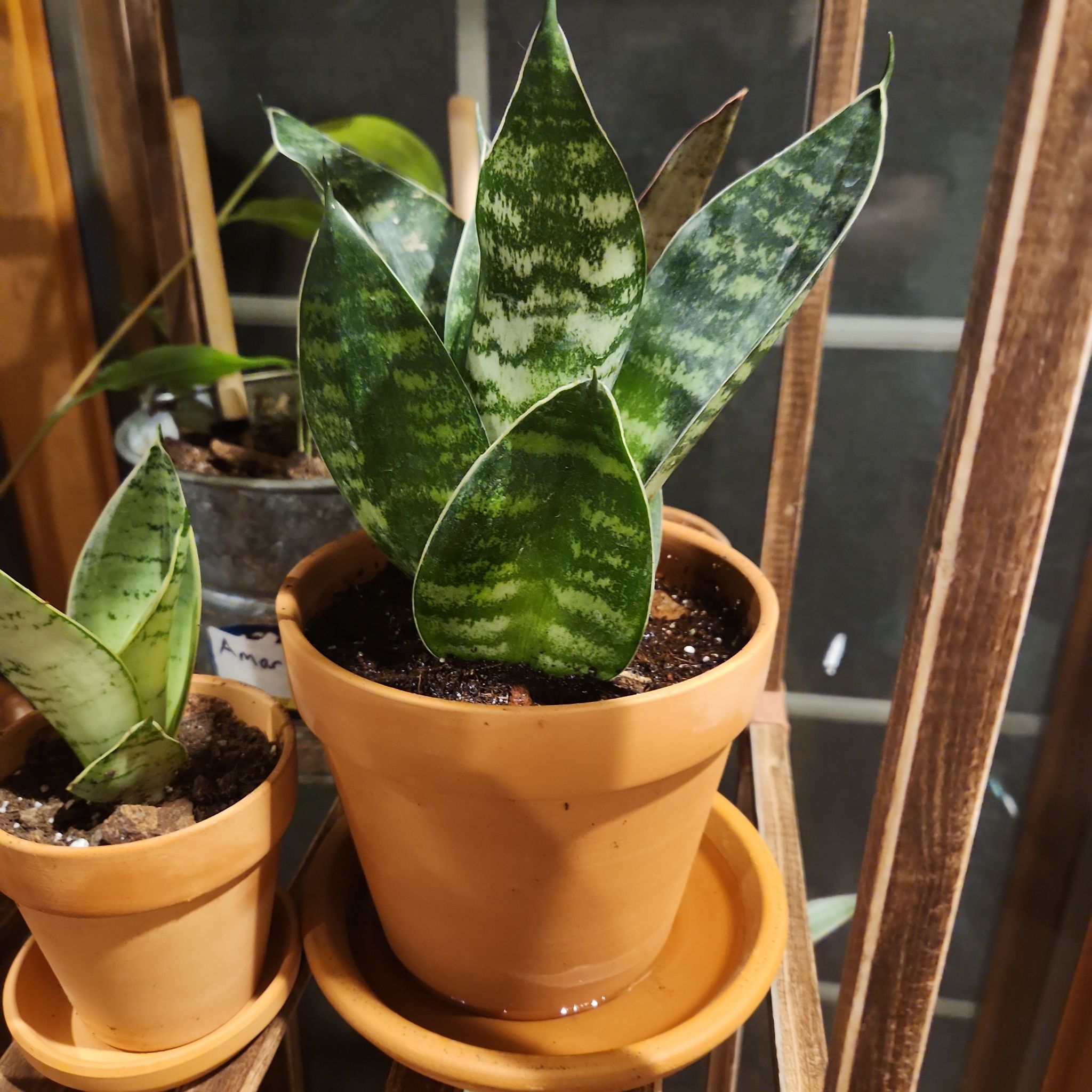 Photo of the plant species Tiger Star Snake Plant by @ForrealPokaka named Sonora f on Greg, the plant care app