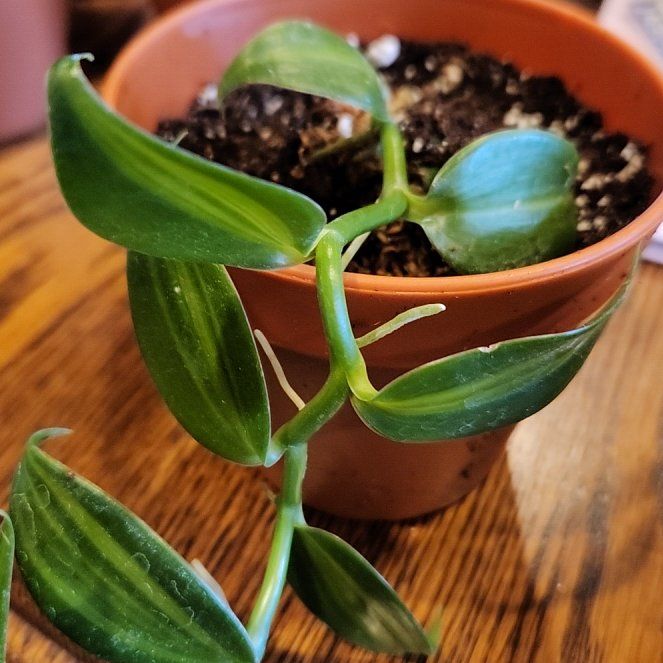 Photo of the plant species Jewel Orchid by @ForrealPokaka named Calisto on Greg, the plant care app