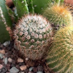 Lace Hedgehog Cactus plant