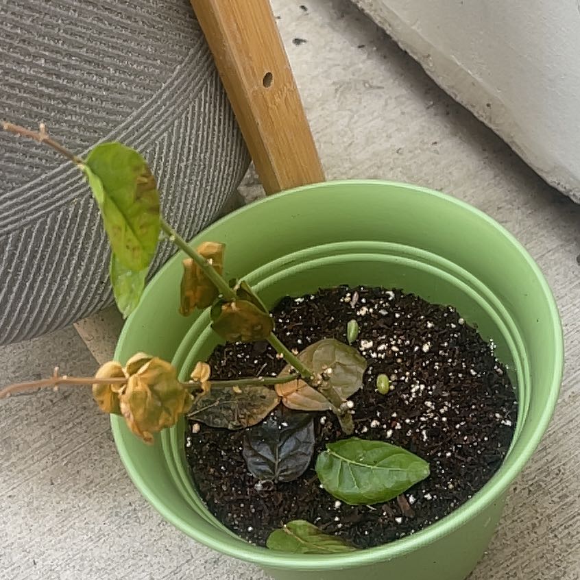 Photo of the plant species Jasmine by @ReveredShallot named Fernie Mac on Greg, the plant care app